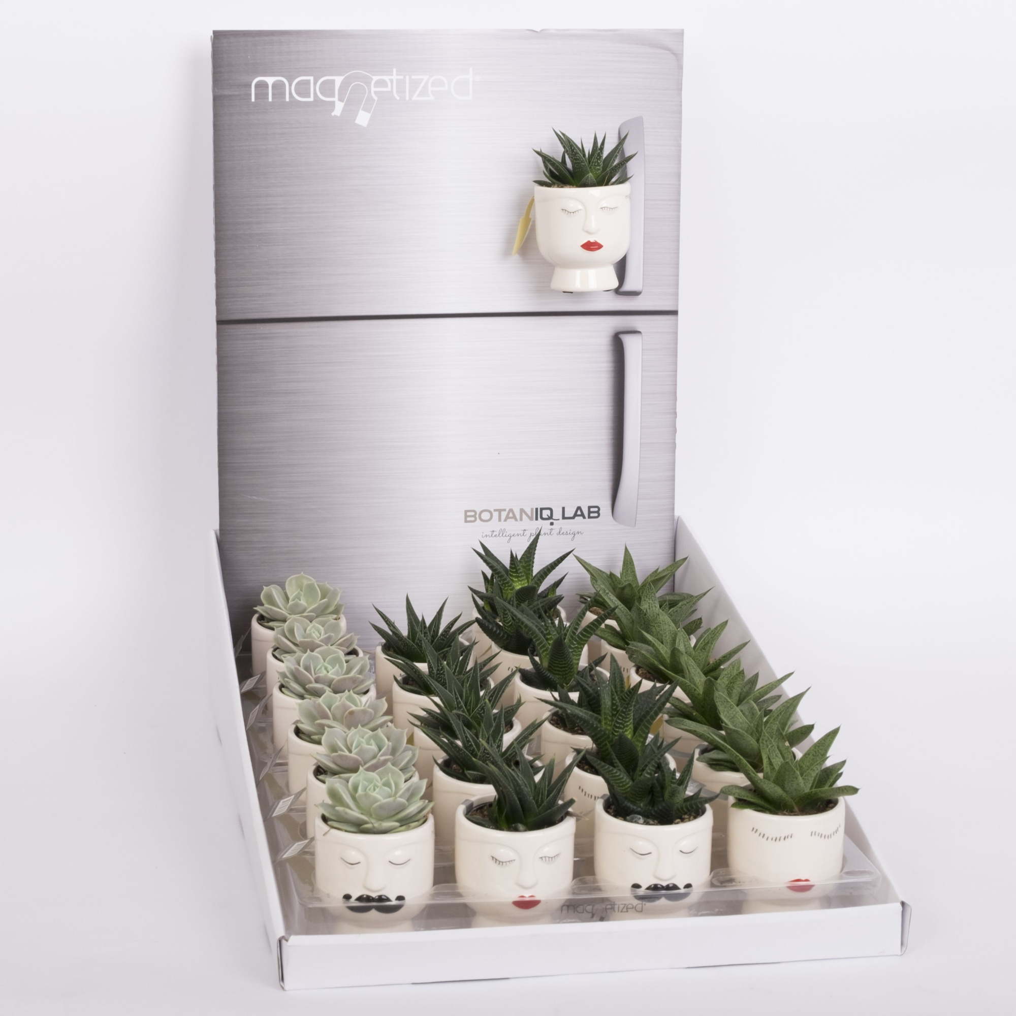 Magnetized Face it in Display with Succulent mix, D 6 cm