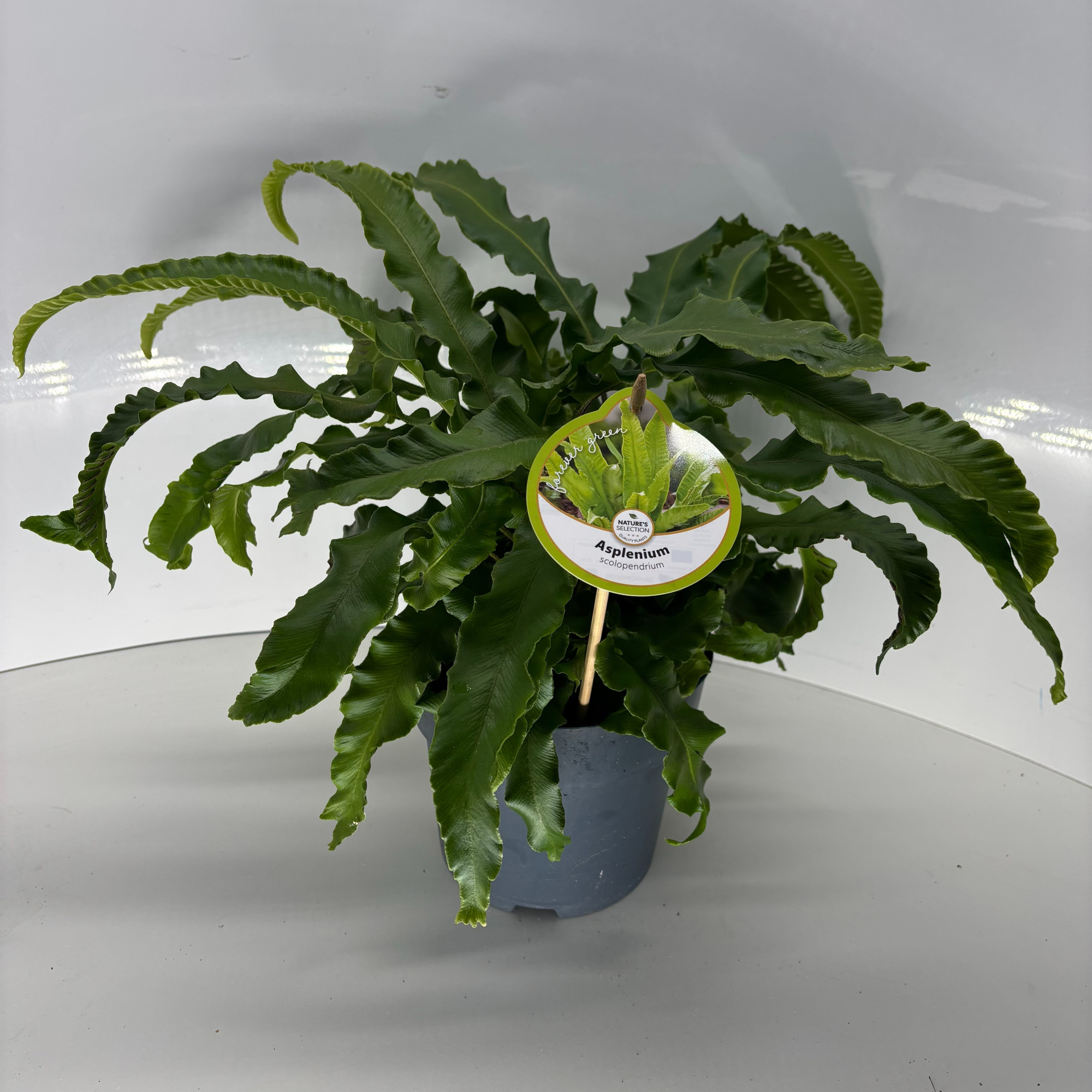 Asplenium scolopendrium, D 17