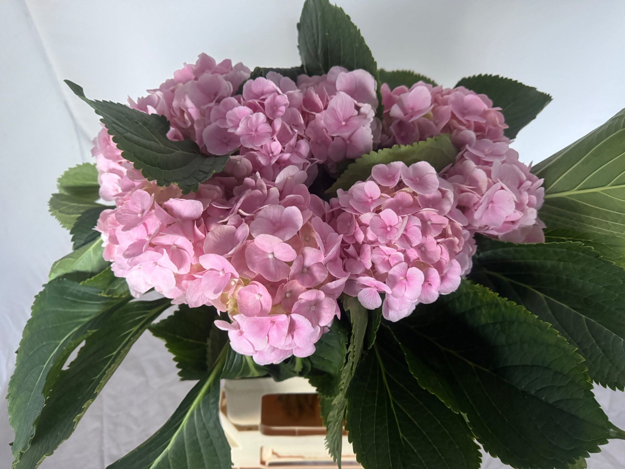 Гортензия Верена Пинк 60, шт.