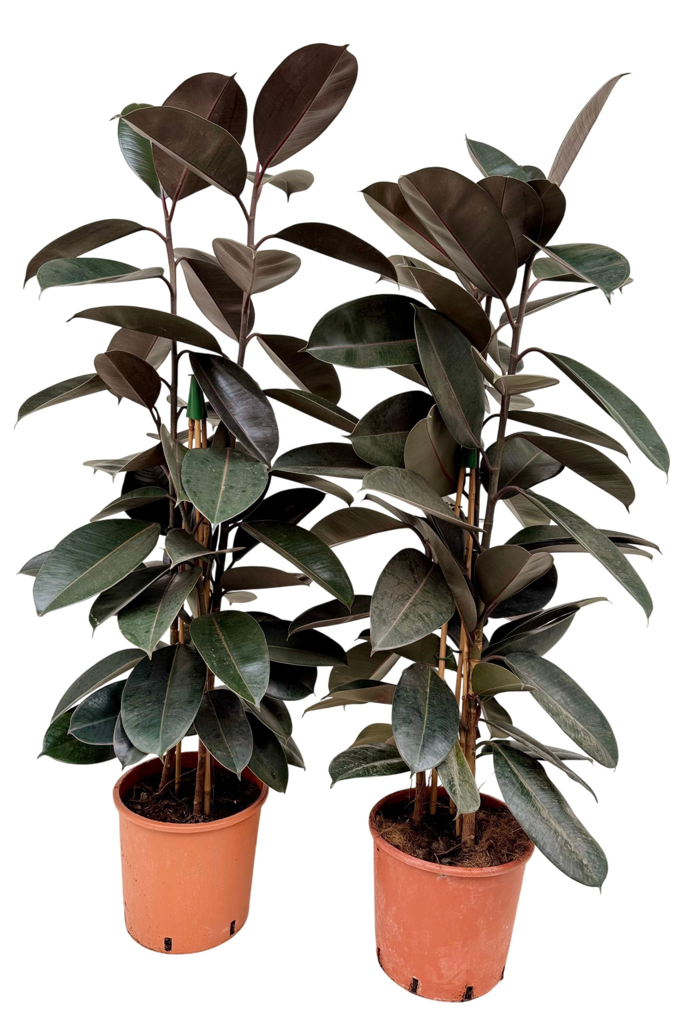 Ficus elastica abidjan P24 toef, D 24