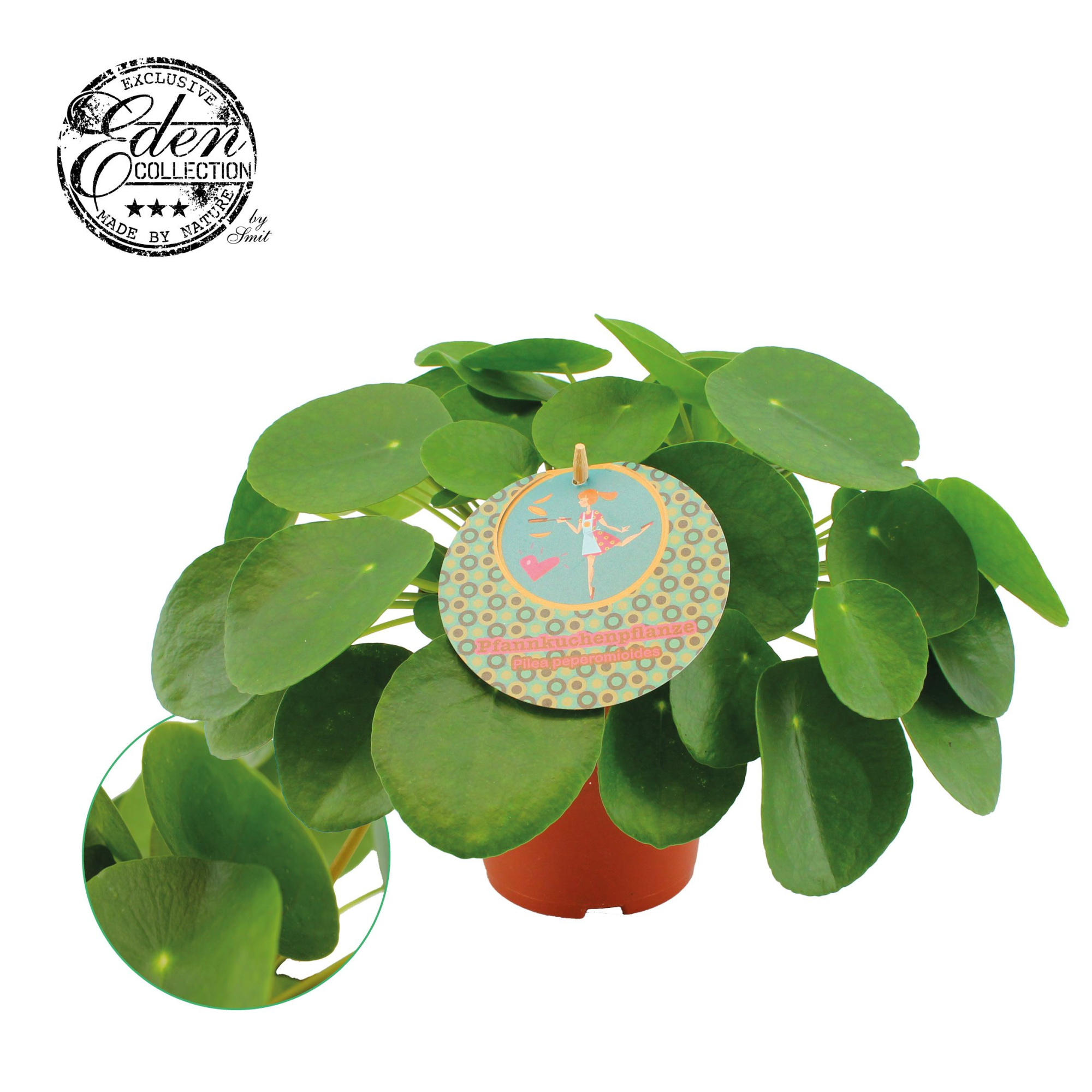 Pilea Peperomioides 15cm Duits etiket, D 15 cm
