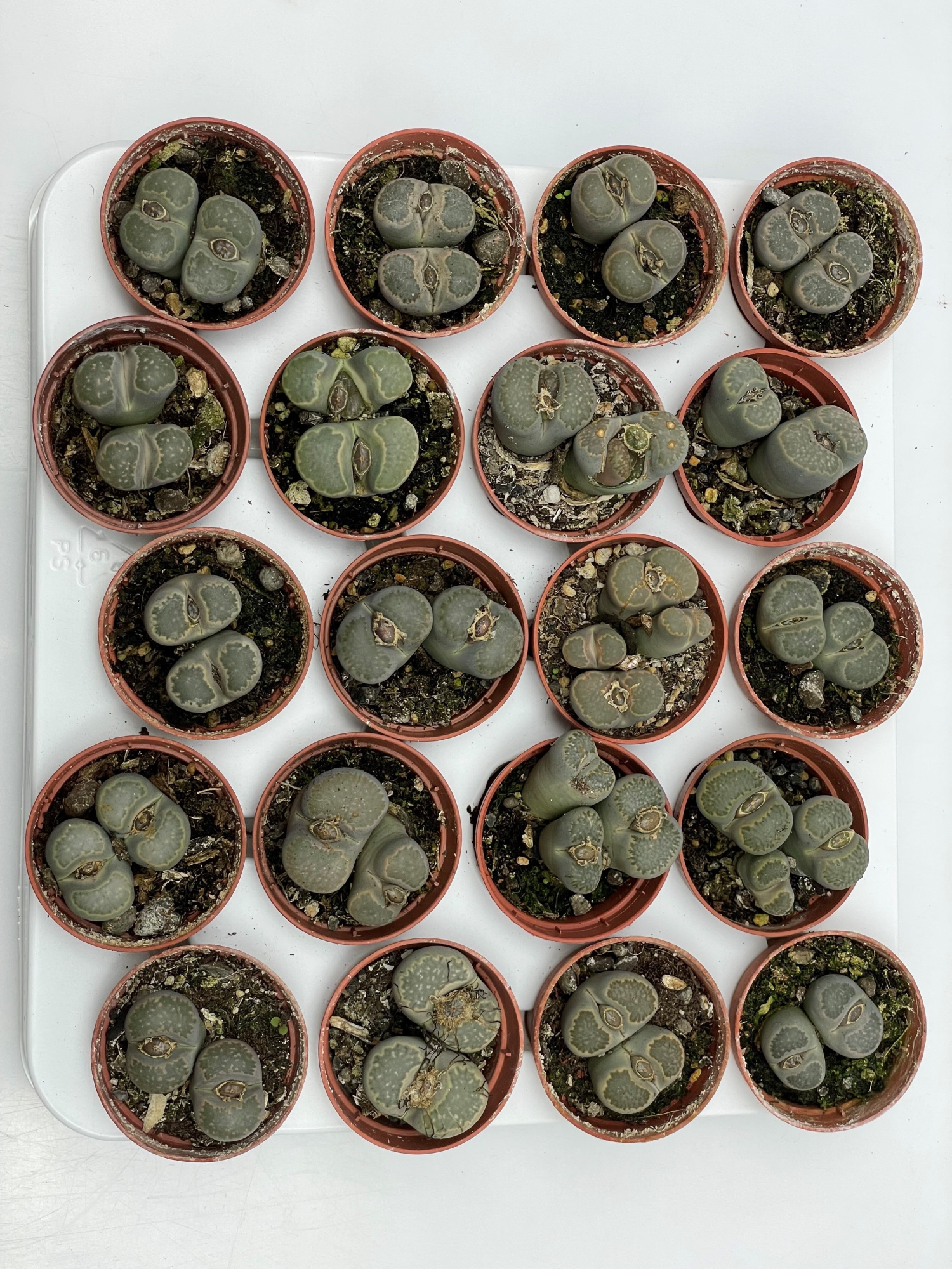 123 Lithops 5,5 cm, D 5,5 cm