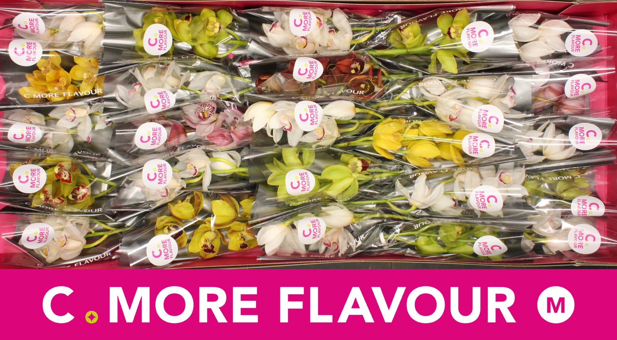 Цимбидиум мини Микс x25 30, шт.