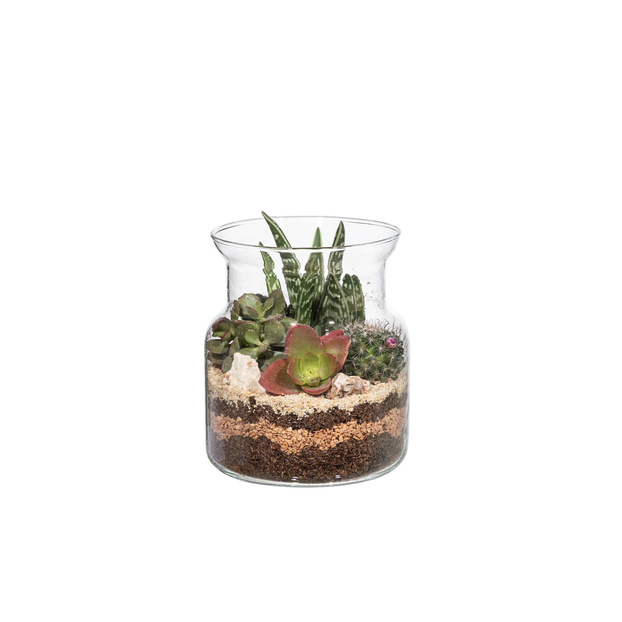TERRARIUM STYLE GLASS ARRANGEMENT WITH CACTUS AND SUCCULENTS - Ø12 H12 IN CARDBOARD BOX 14X14 CM, D 12 cm