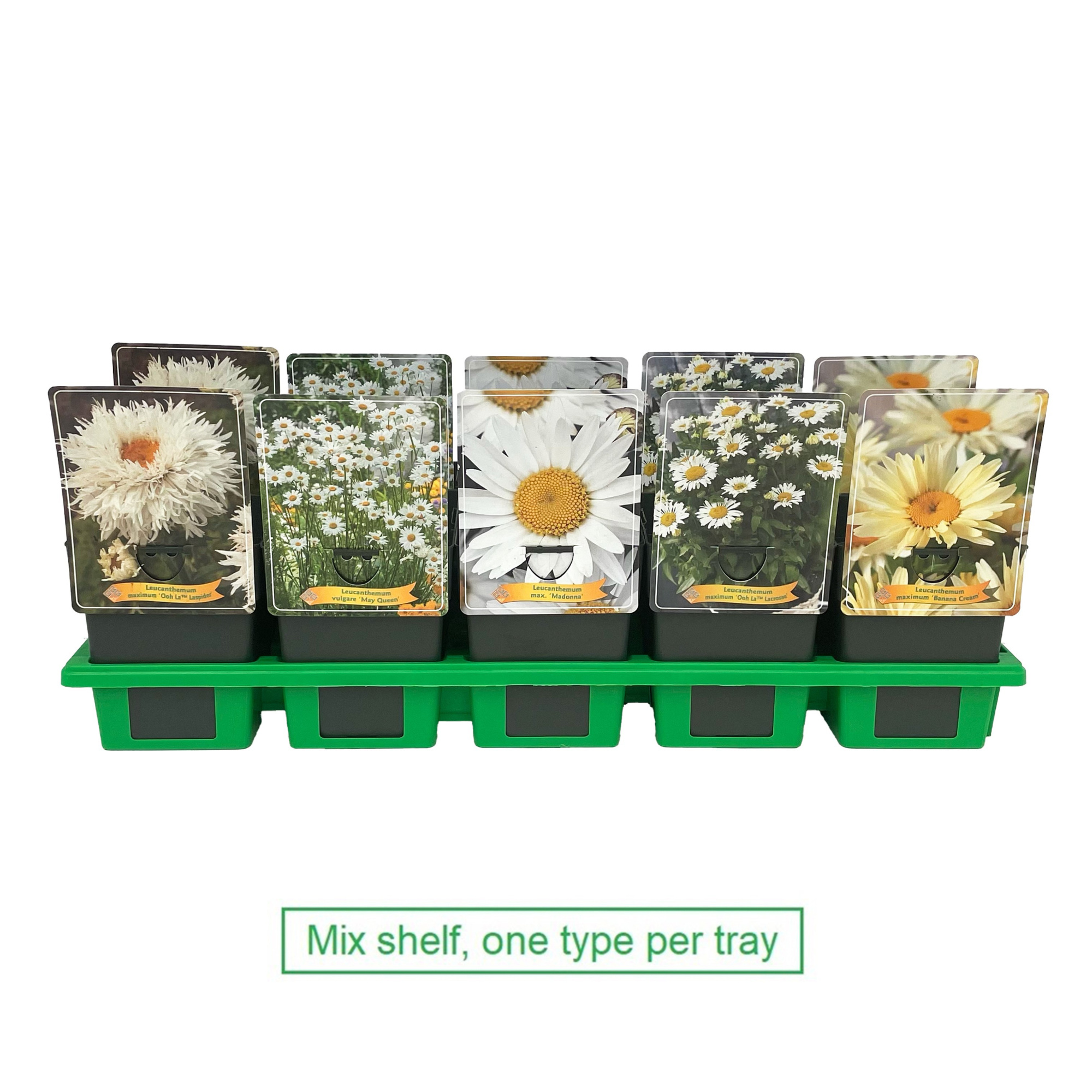 Leucanthemum mix 6x10 srt. per laag P11, D 11 cm