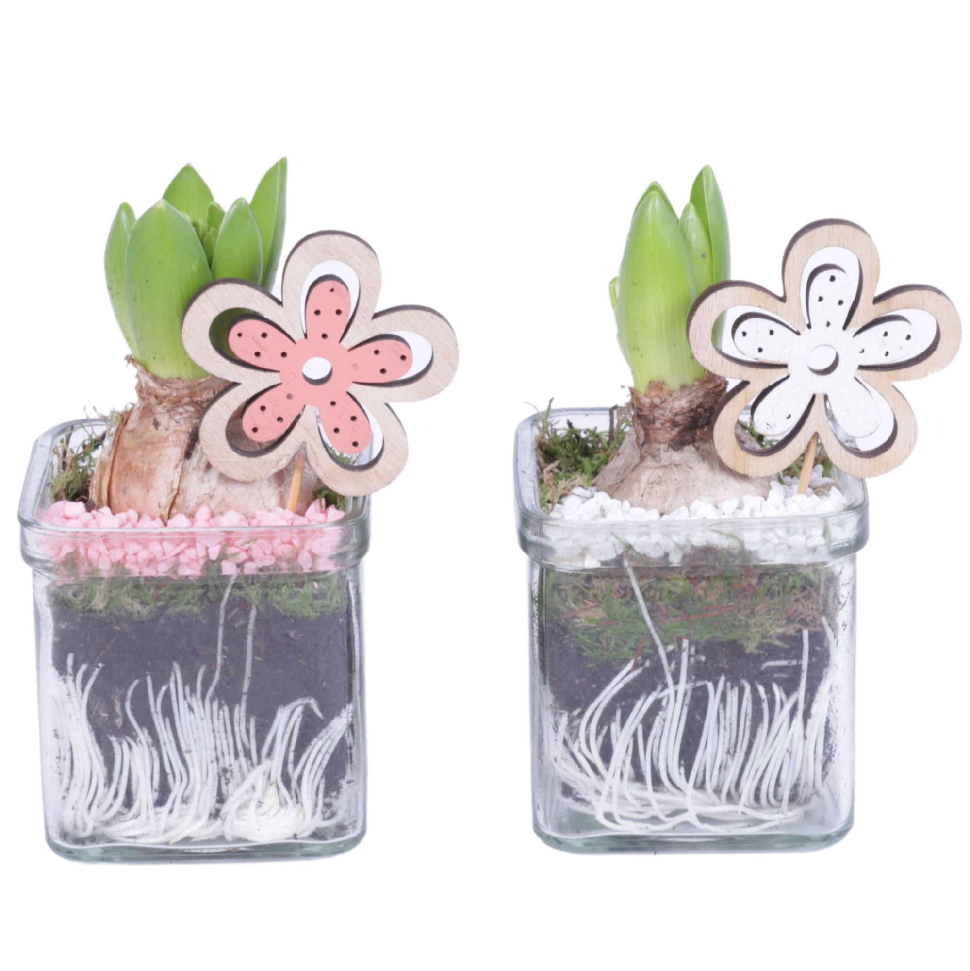 Bulbs Arr. Hyacint Glass Accuglas Square Ø08cm 1PP, D 8