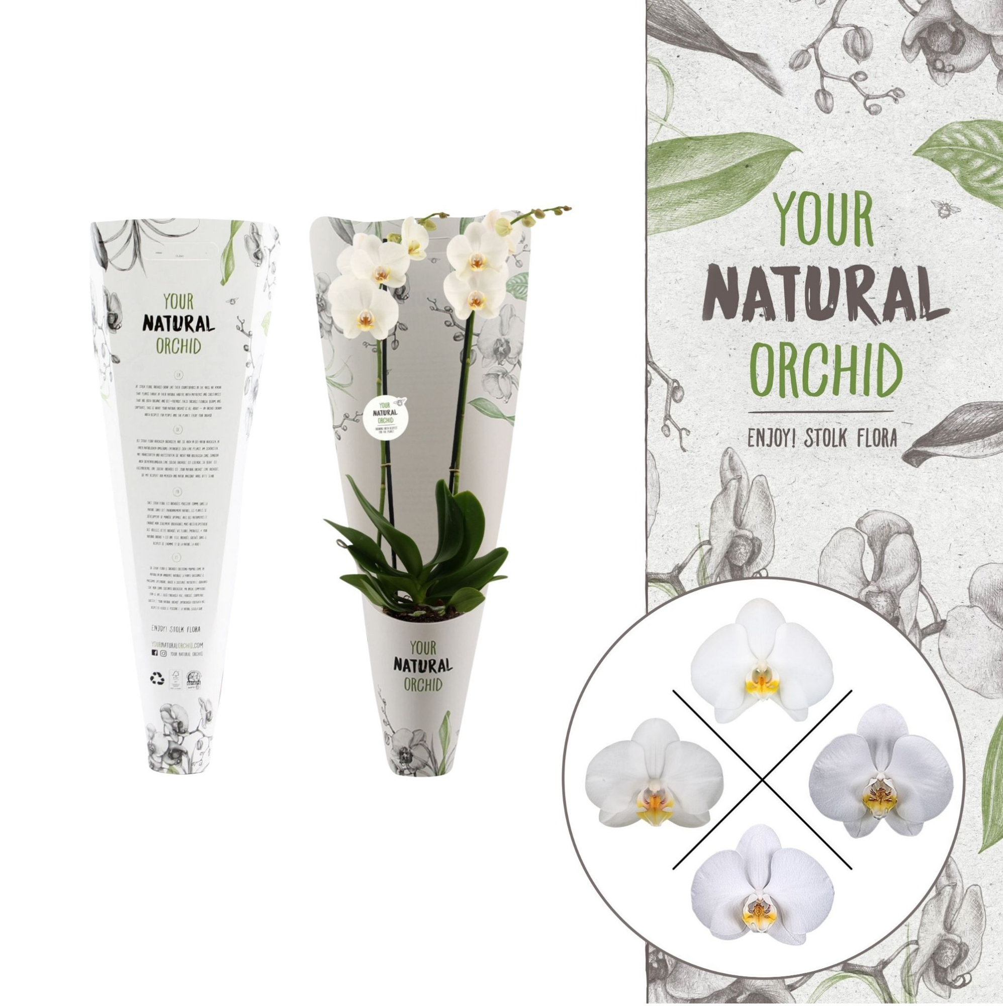 Your Natural Orchid | White in Gift pack | Phalaenopsis 2 spike, D 12 cm