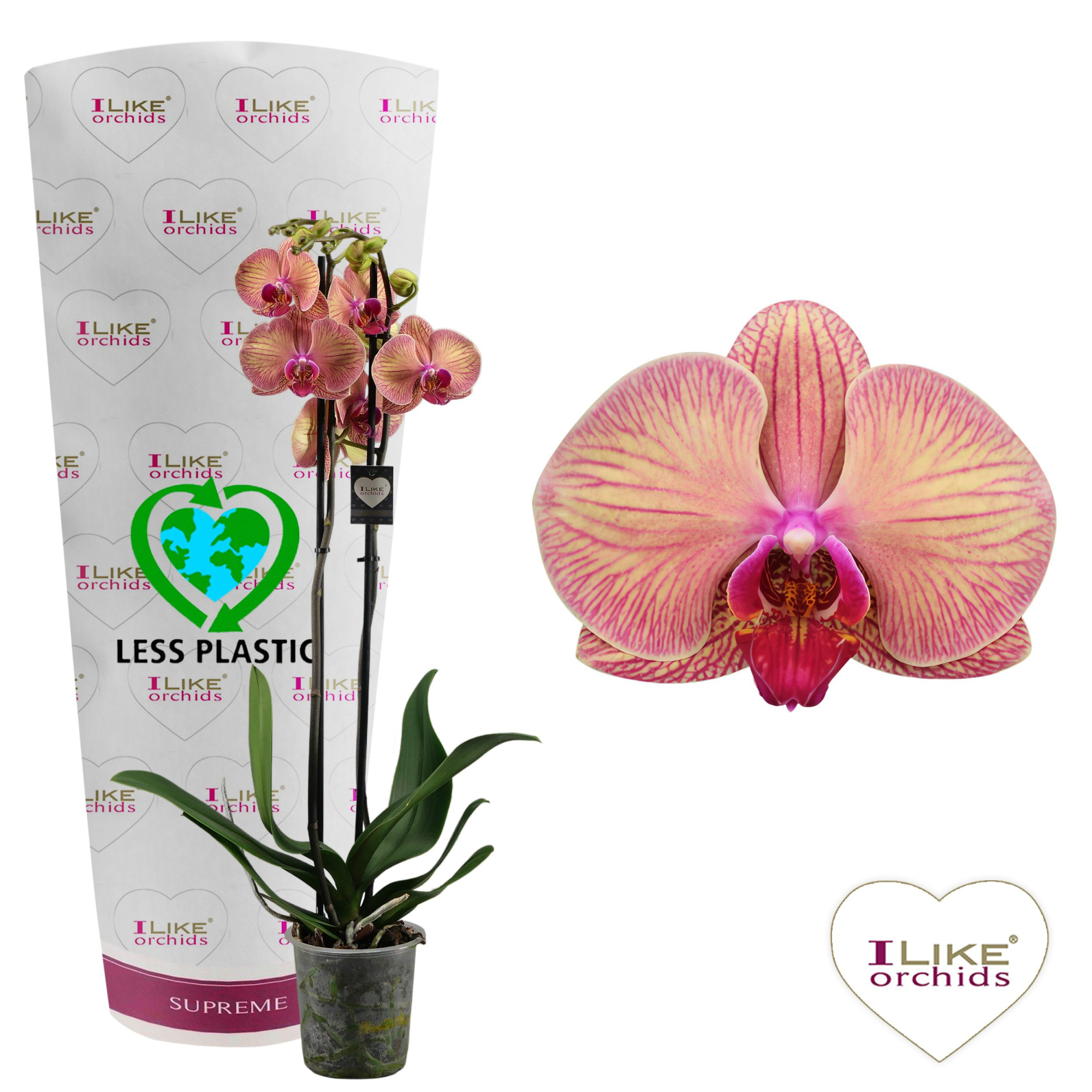 Phalaenopsis Golden Leopard - 2 tak 80cm (Less Plastic), D 12 cm