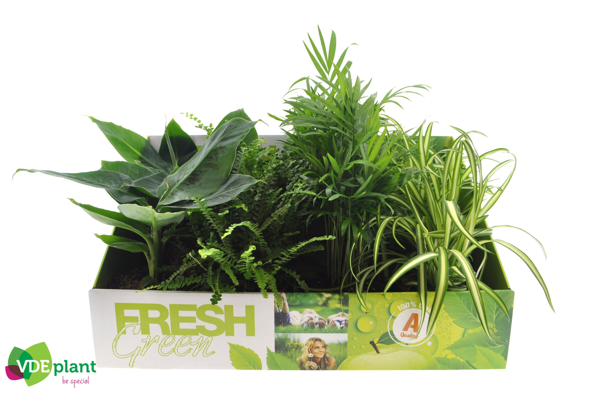 Fresh Green mix 12cm in Showdoos, D 12 cm