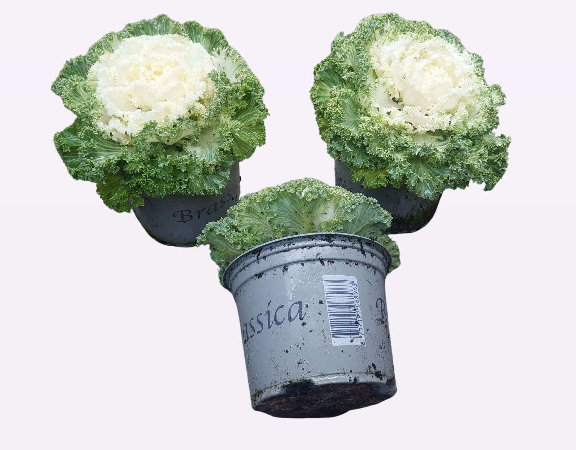 Brassica oleracea gekruld wit, D 13 cm