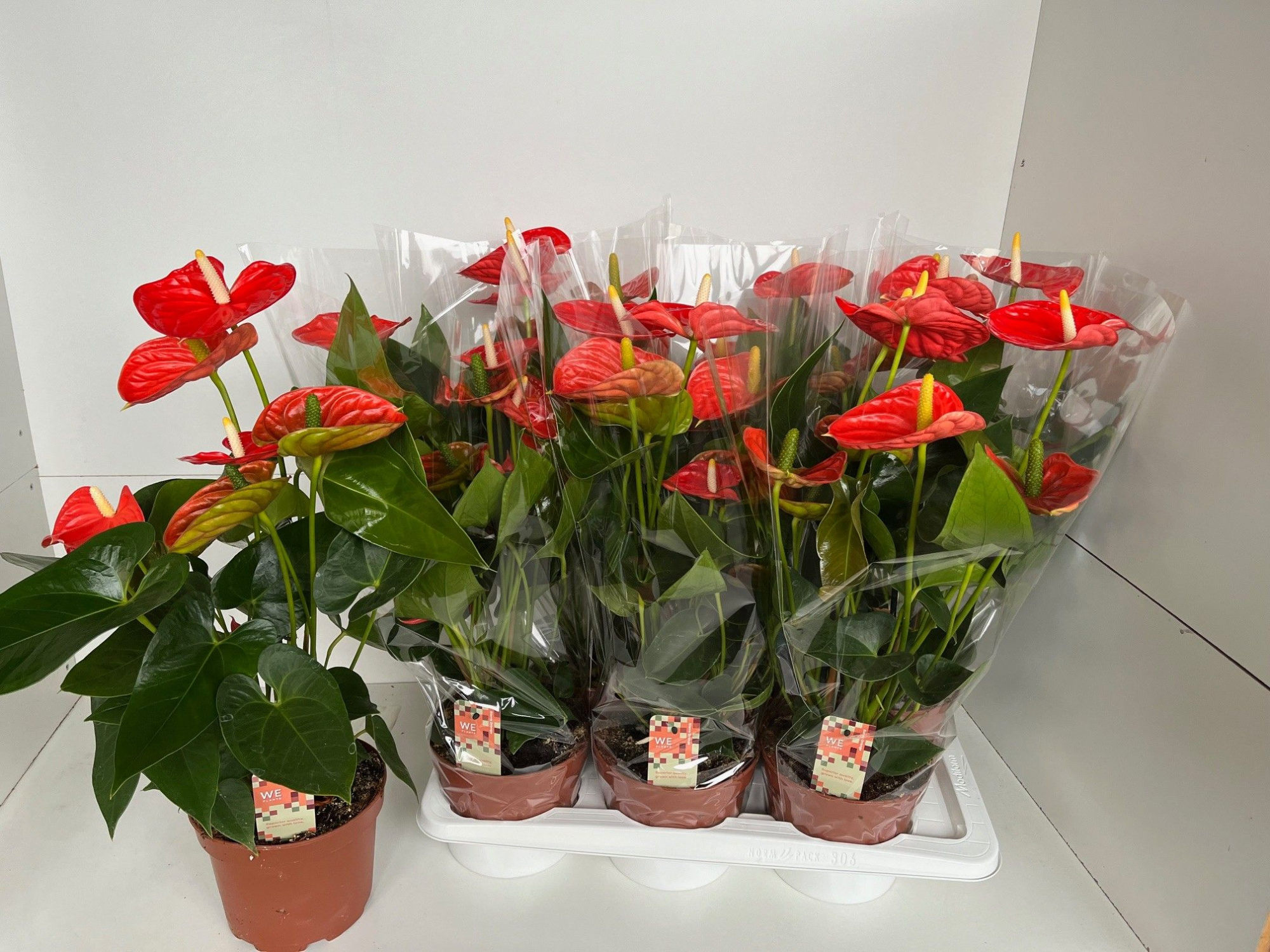 Sierra orange 17, D 17 cm