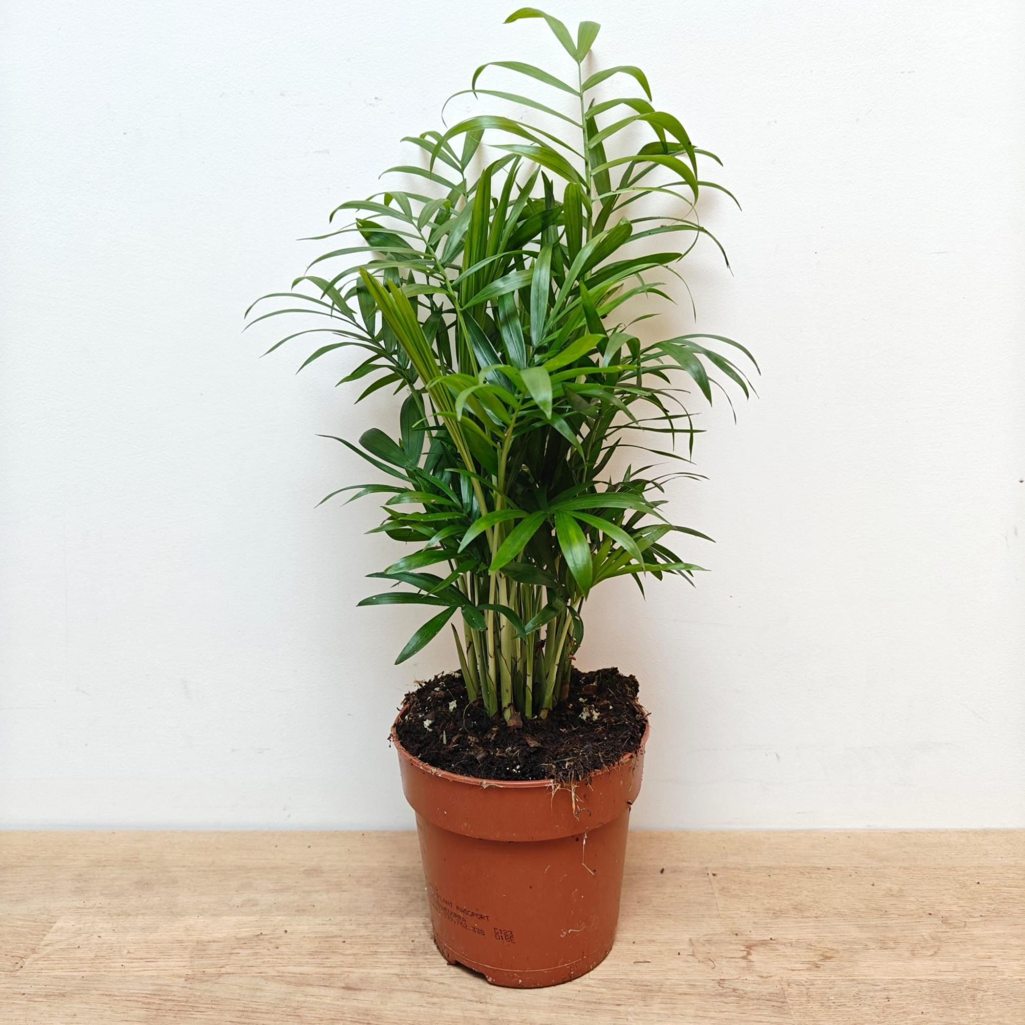 Chamaedorea Elegans P12, D 12 cm