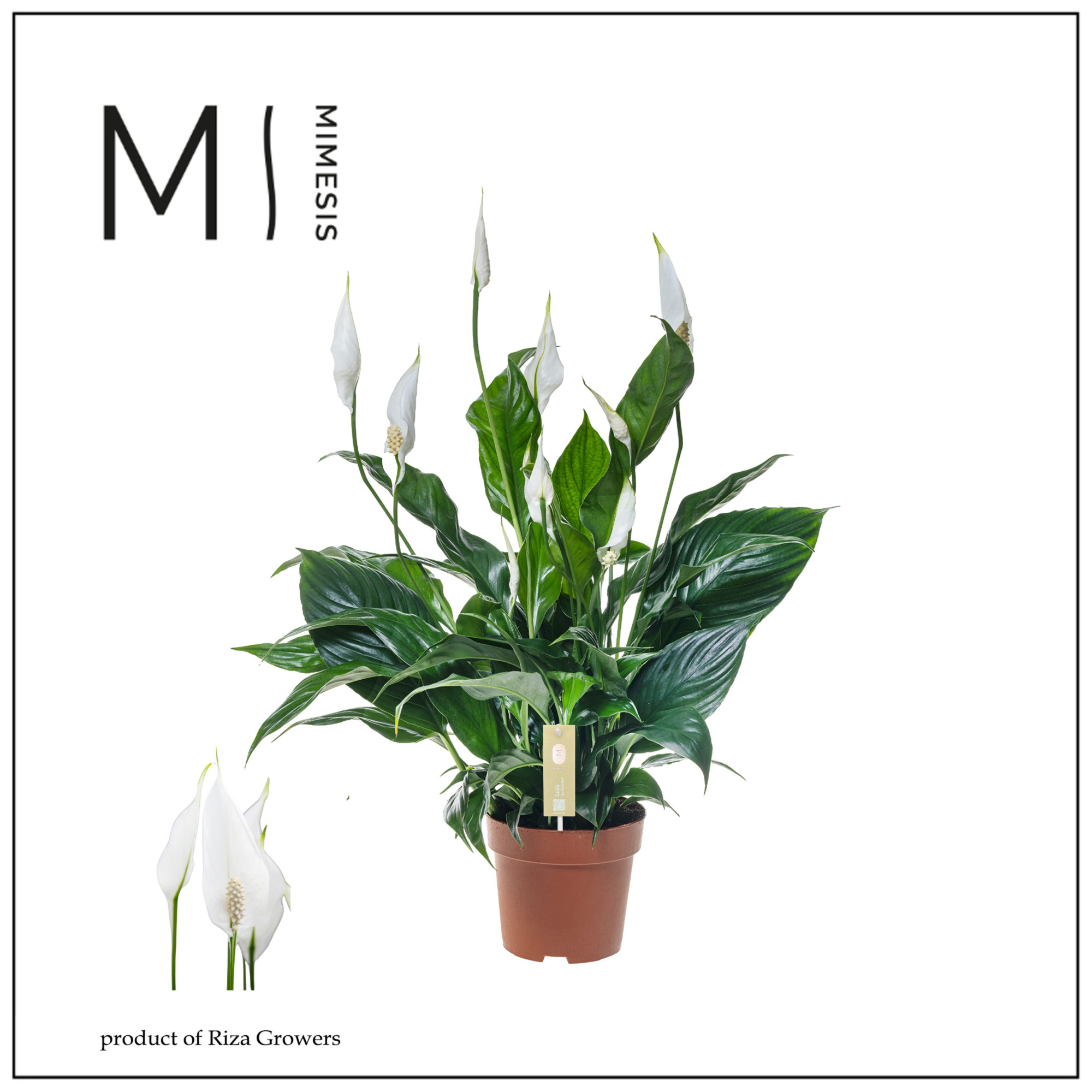 Spathiphyllum Sweet Curiosa - 13cm | Mimesis, D 13 cm