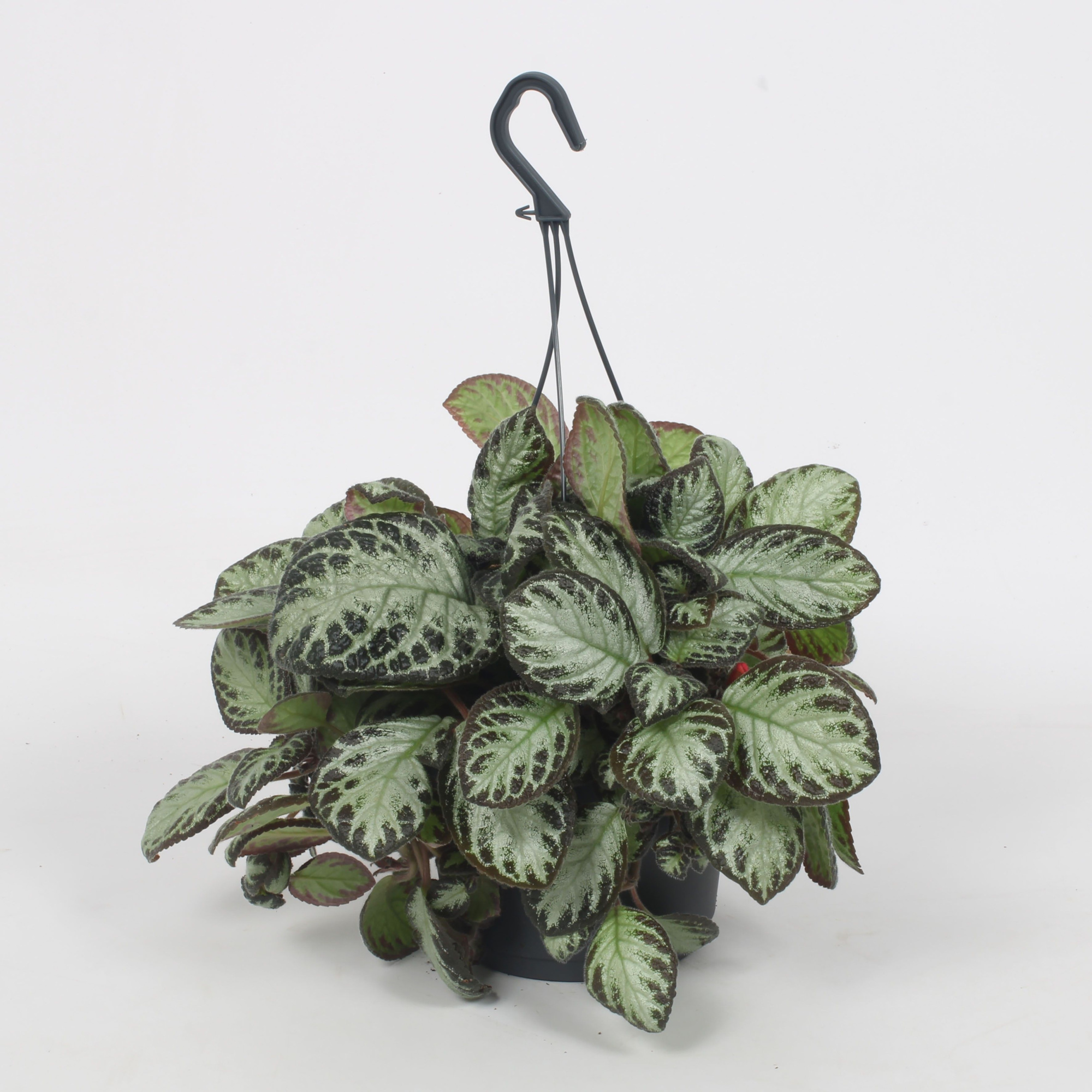 Episcia Silver Shield 17CM, D 17 cm