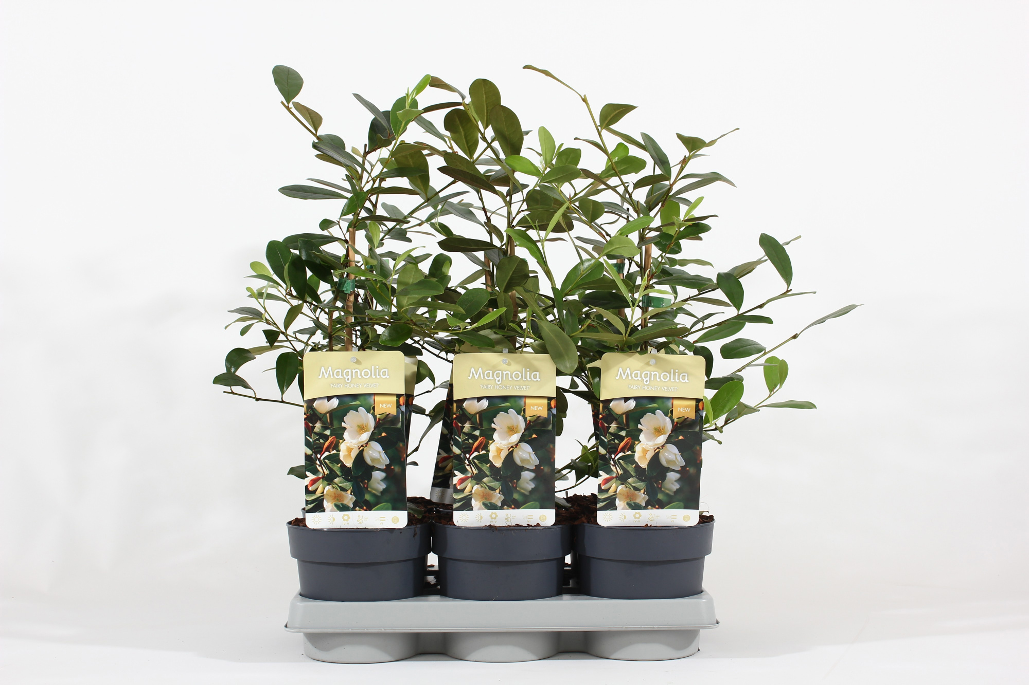 Magnolia 'Fairy'® Honey Velvet P15, D 15