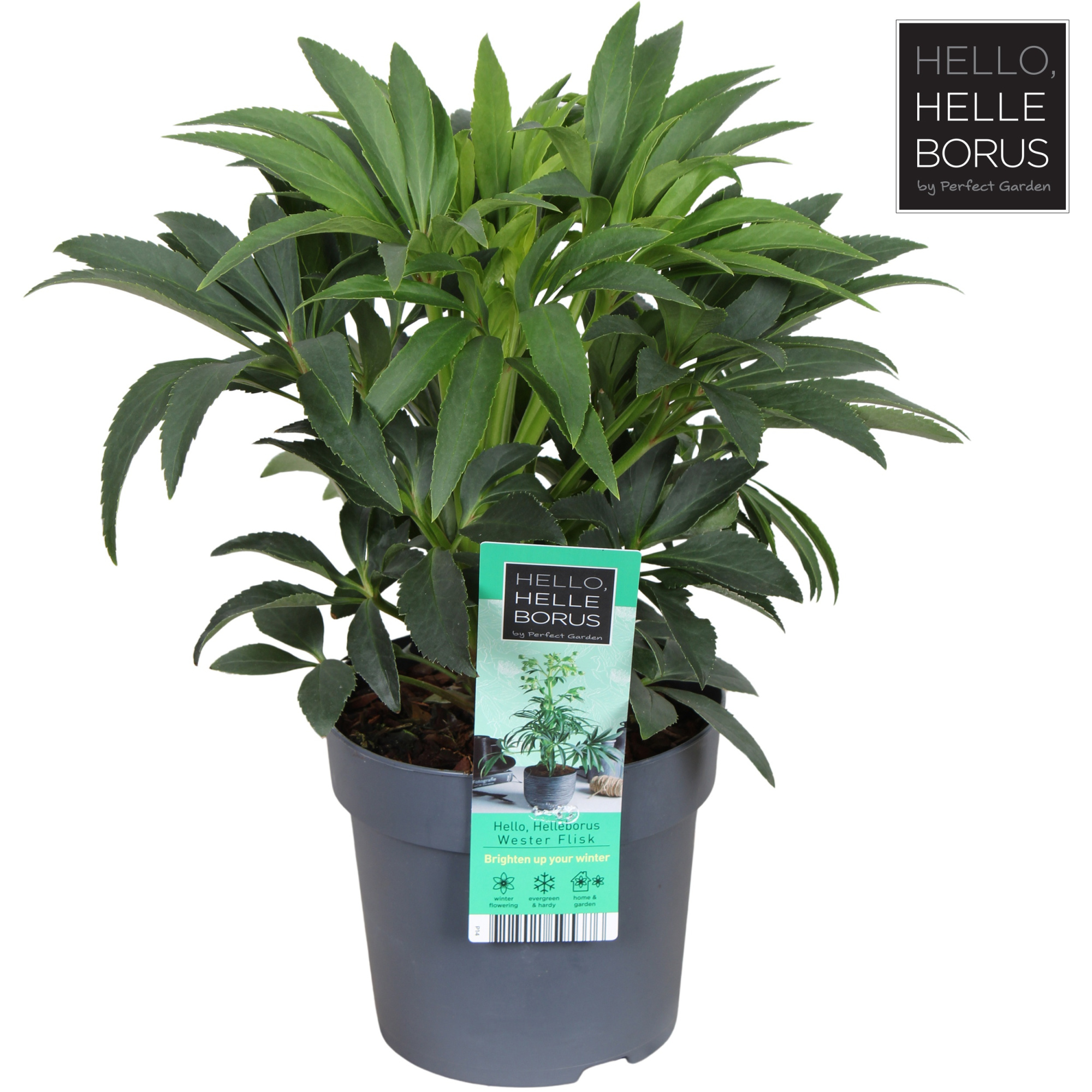 Helleborus foetidus 'Wester Flisk' P14, D 14 cm