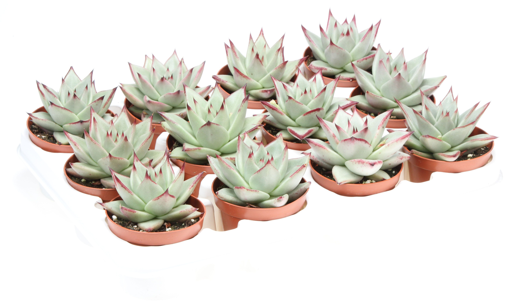 Echeveria silver star, D 8,5