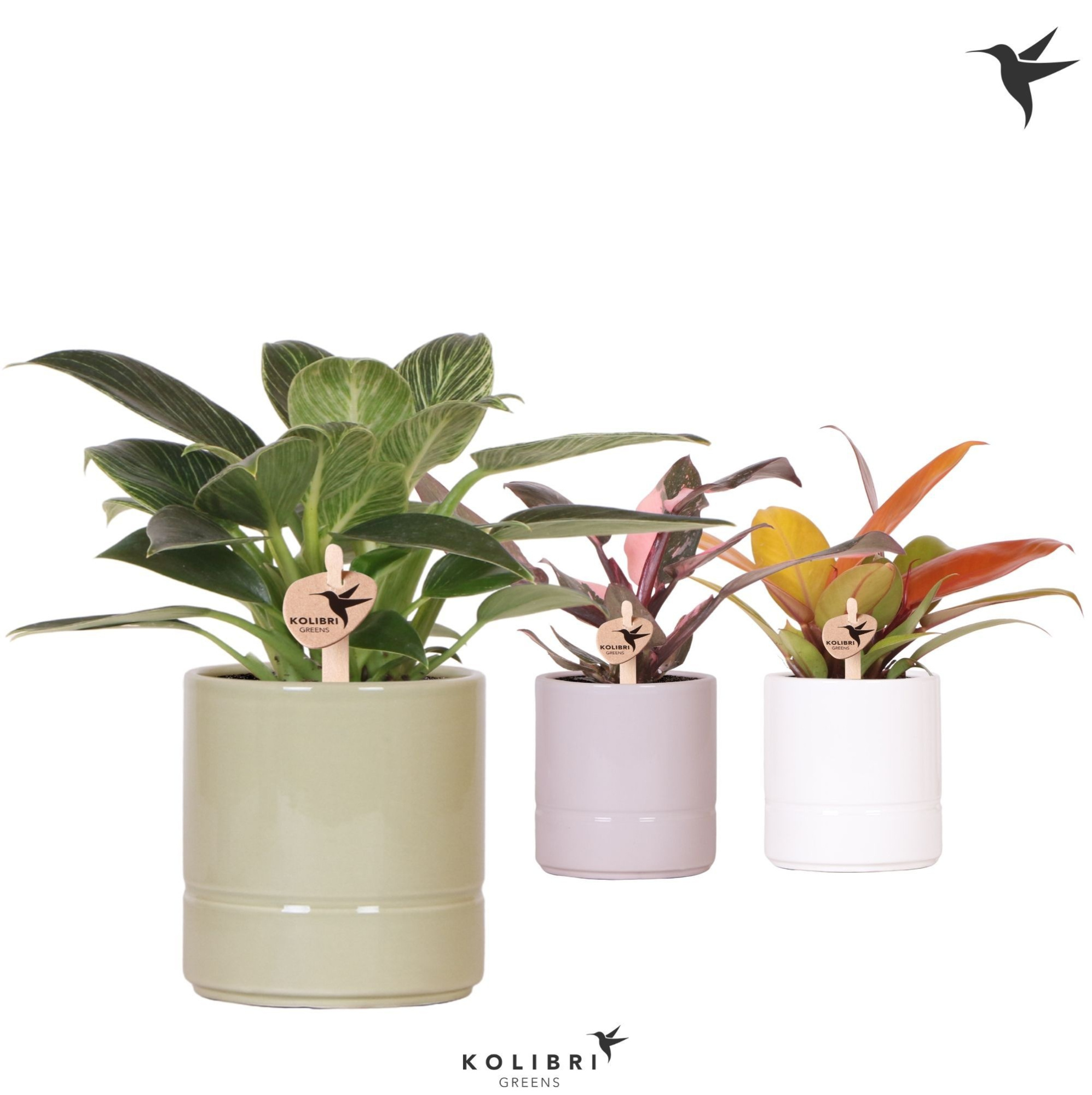 Kolibri Greens Philodendron mix in Pastel pot mix, D 9