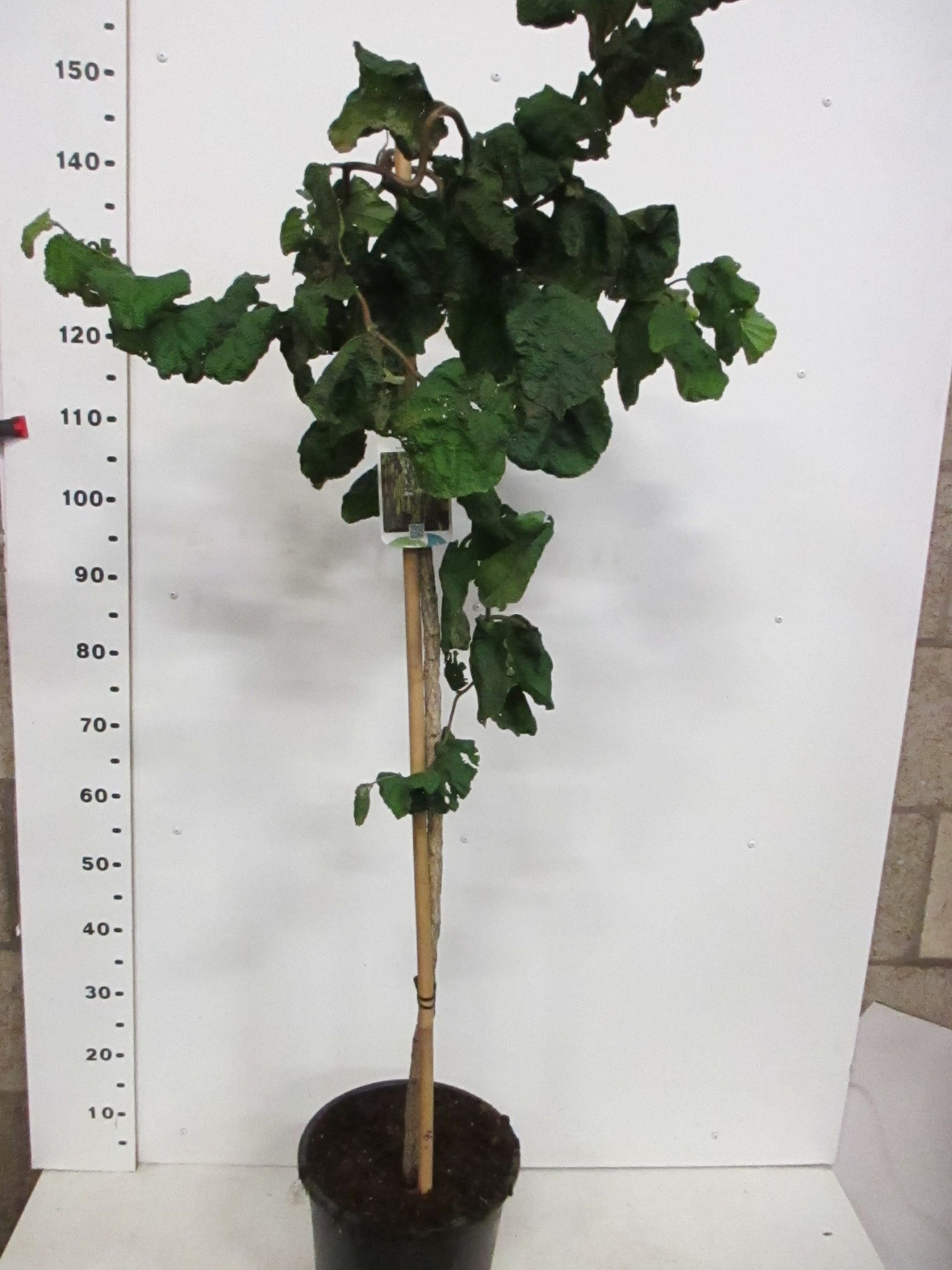 Corylus av. Contorta 80 stam 30-40 cm kroon P28, D 28 cm