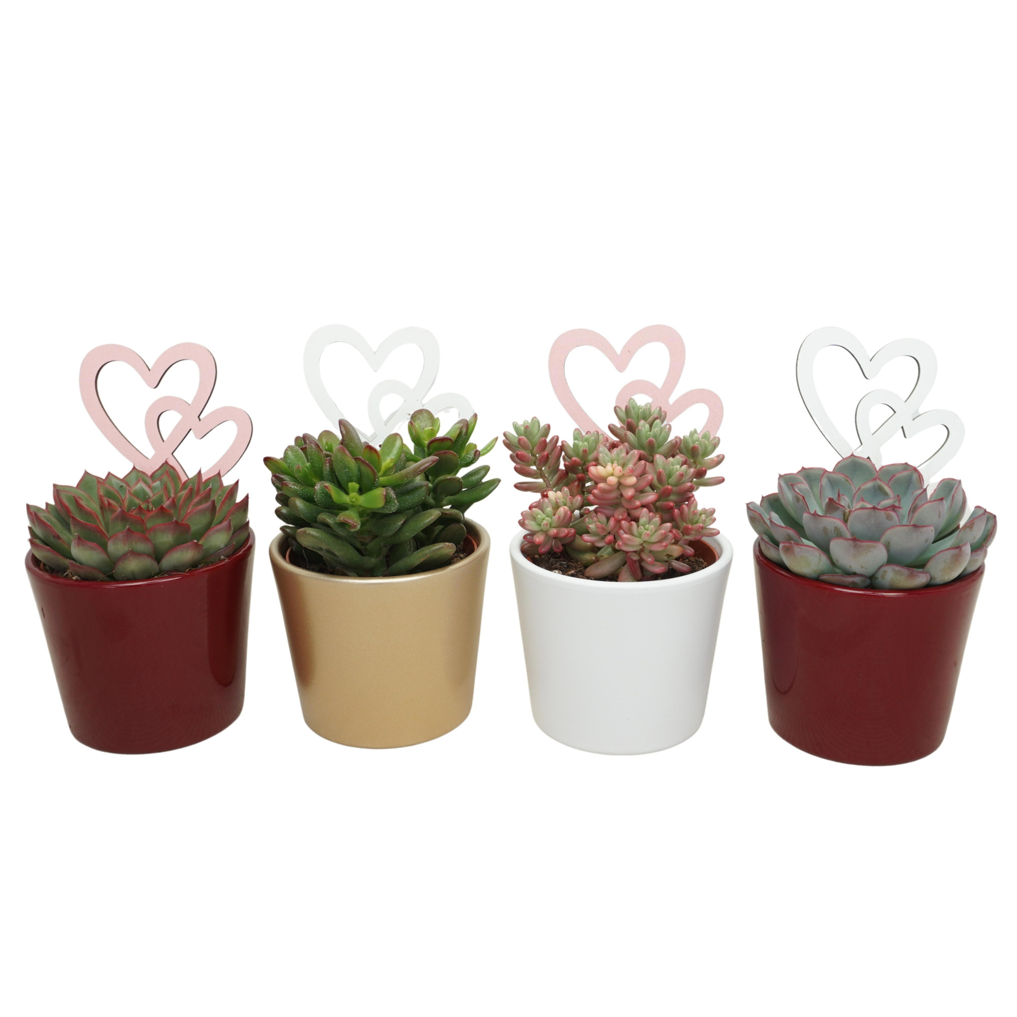 Succulent mix in 9 cm 'Lina Potje' (3 assorti) met Hartjes, D 8,5