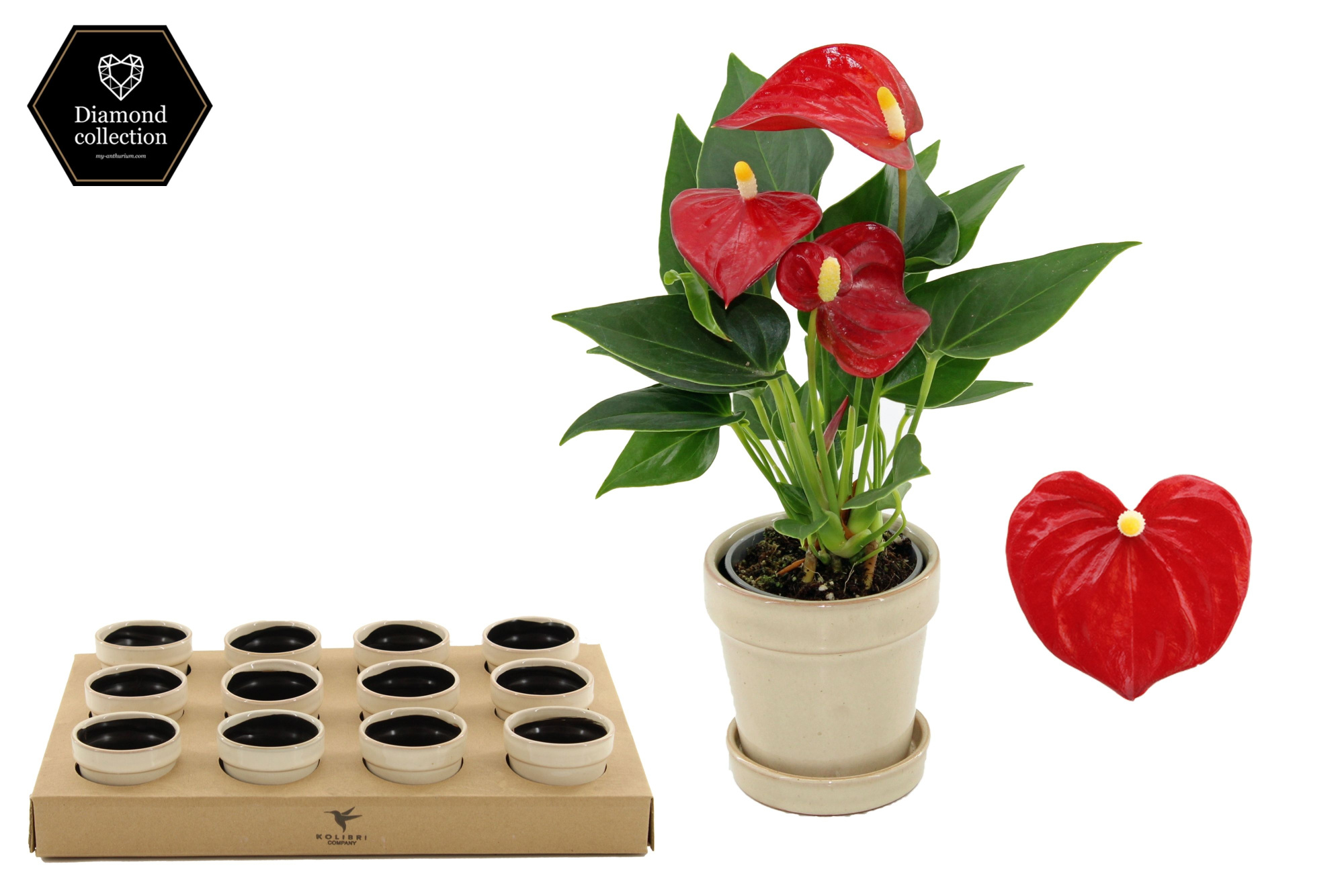 Anthurium 6 cm Micra in Flower Sand ceramics, D 6