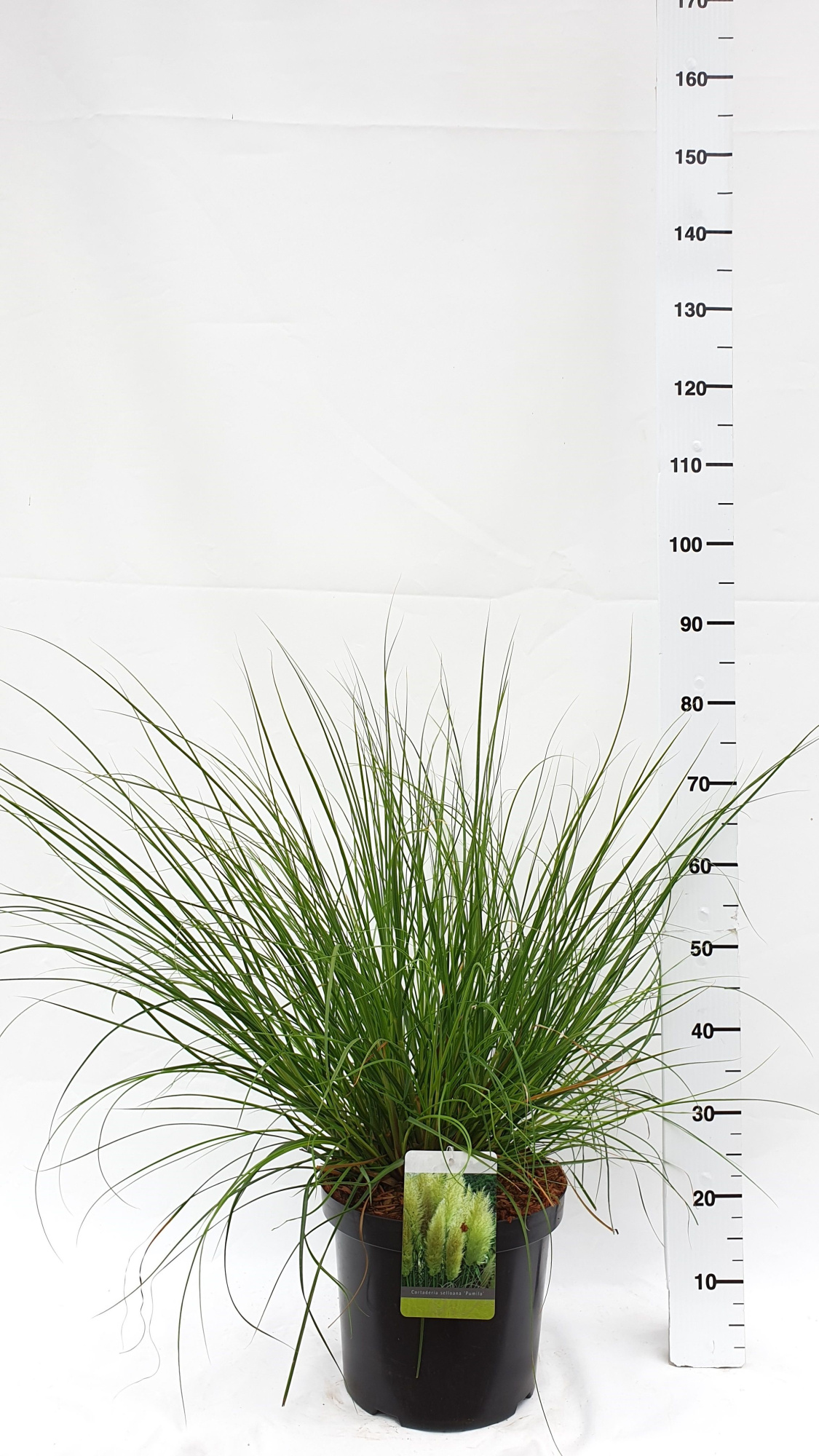 Cortaderia selloana 'Pumila', D 30 cm
