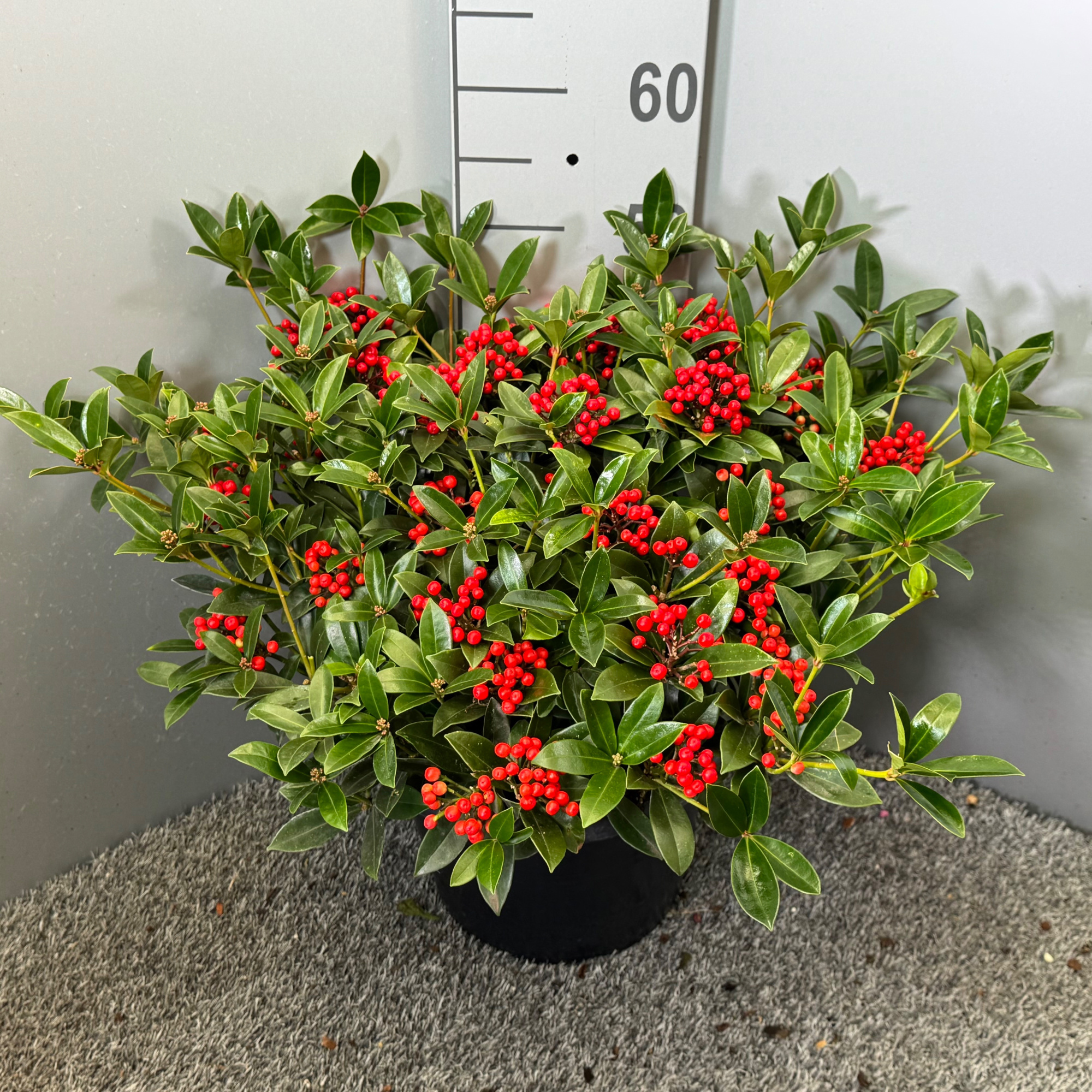 Skimmia japonica 'Red Berry Blush', D 31 cm