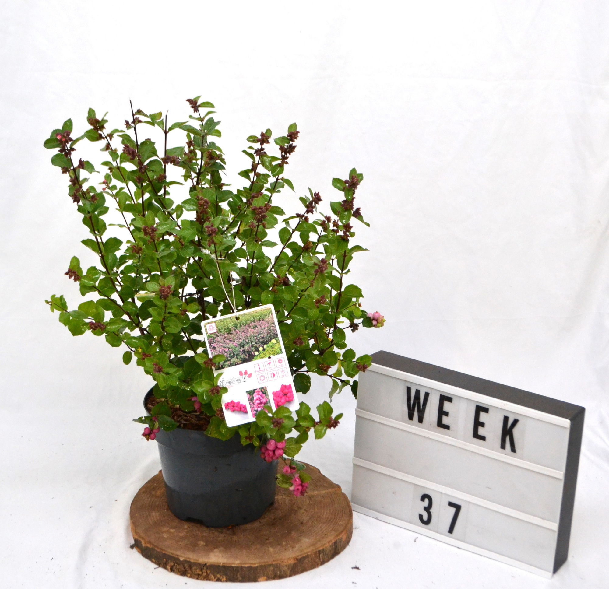 Symphoricarpos d. Rumble C3, D 19 cm