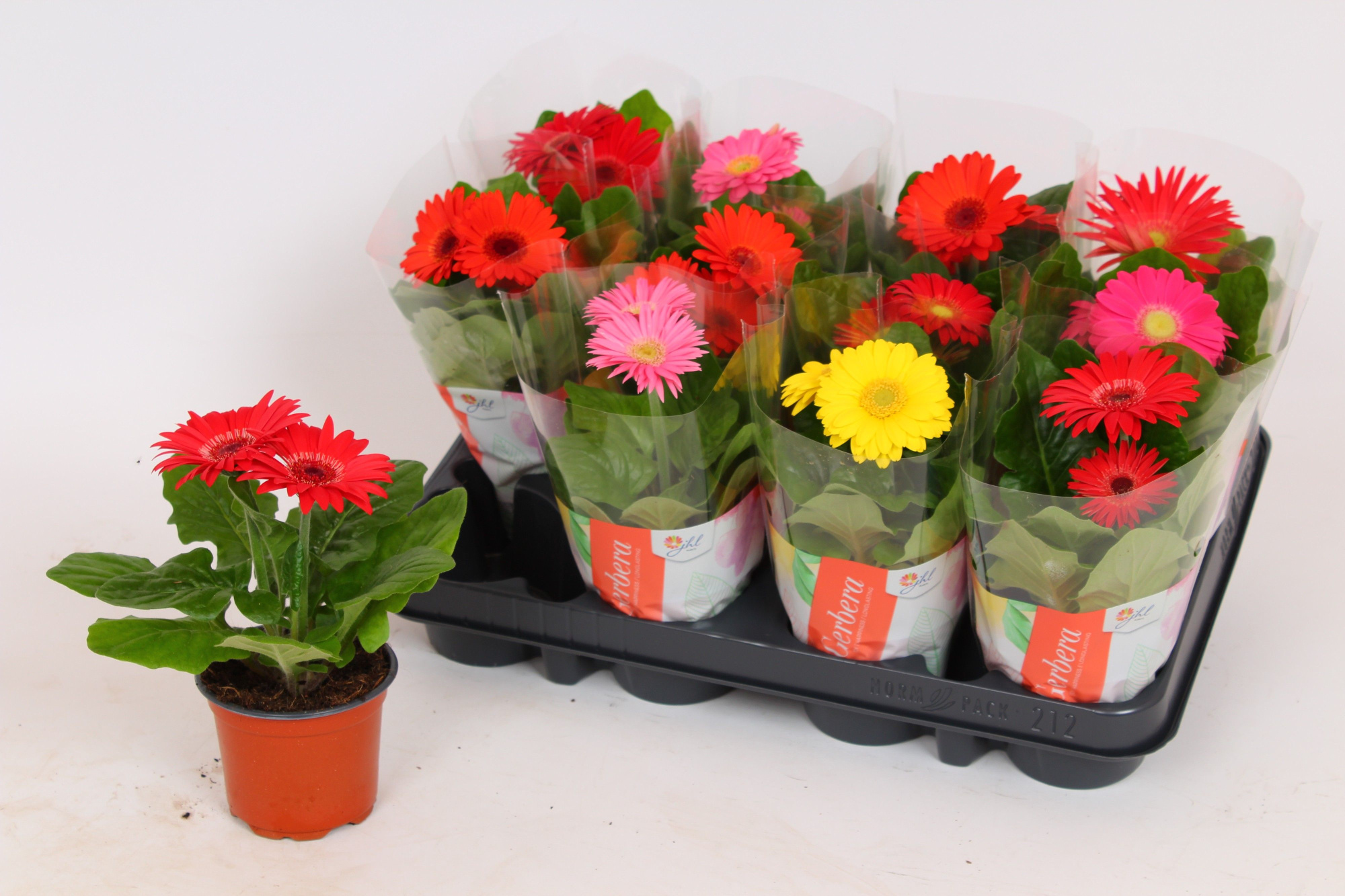 Gerbera hoes (18-20cm), D 9