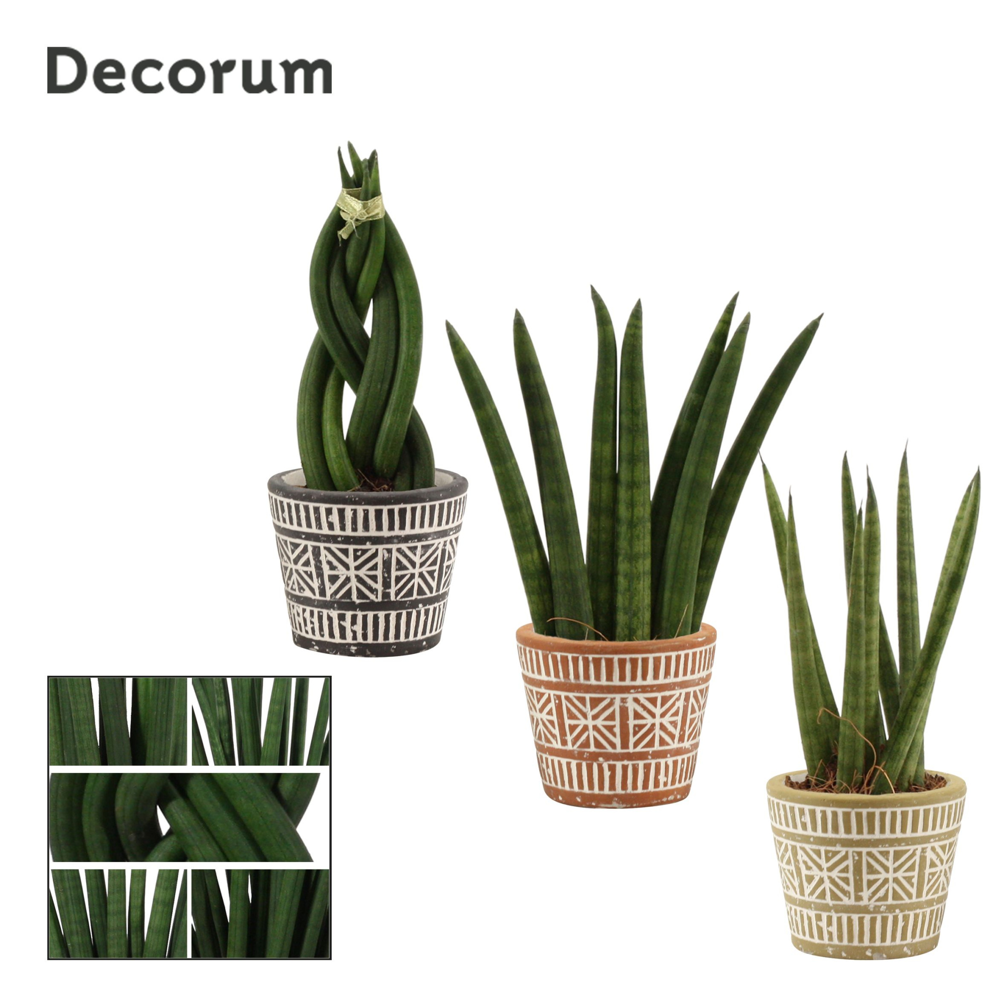 Sansevieria Cylindrica 6 cm Mix in Claire (Neo Architect-coll.), D 6