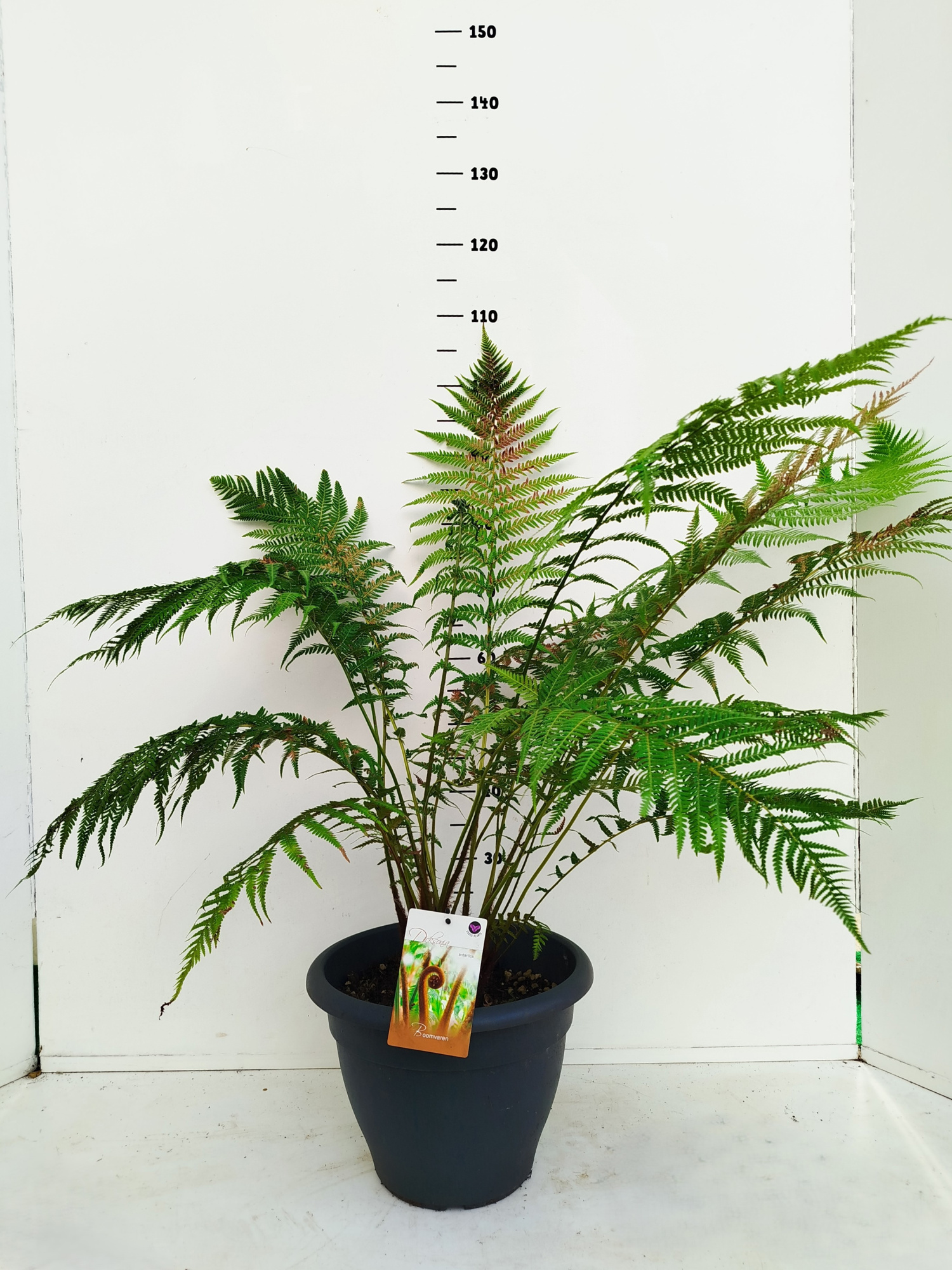 Dicksonia antartica, D 35