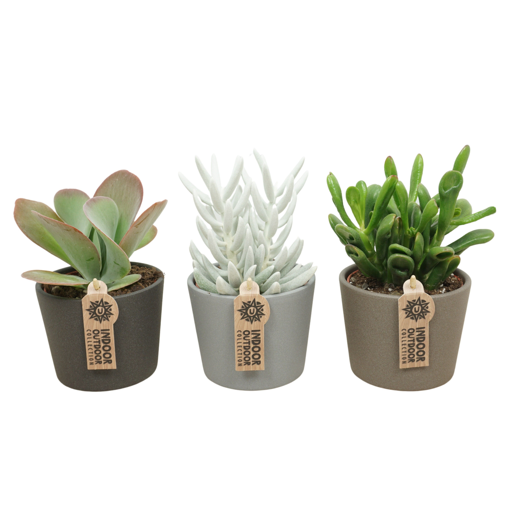 Succulent mix in 12 cm keramiek (3 assorti), D 10,5