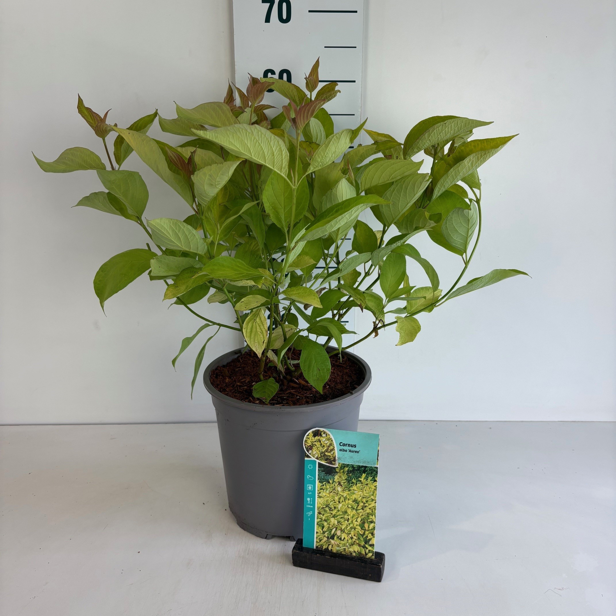 Cornus alba Aurea, D 24 cm