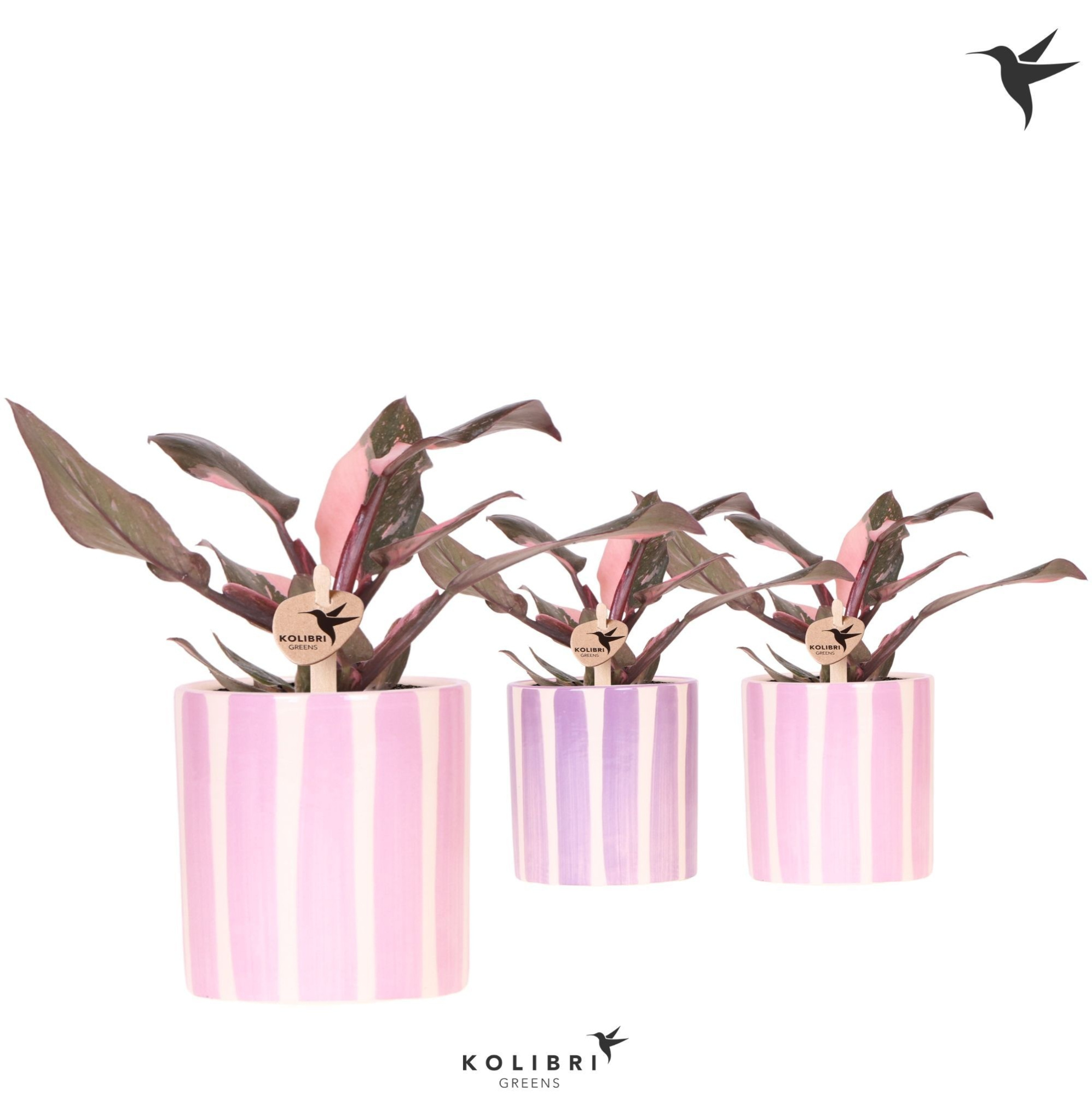 Kolibri Greens Philodendron pink Princess Marble in Painted Stripe pot pink mix, D 9