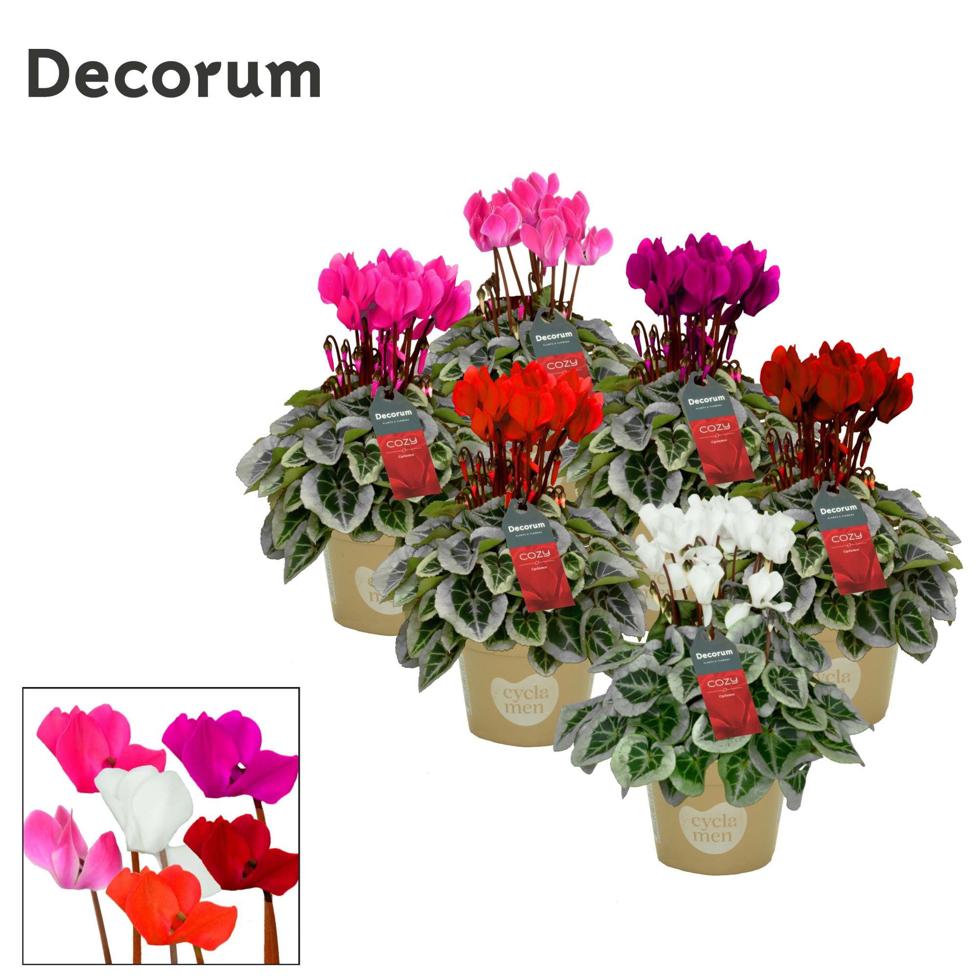 Cyclamen SS Picasso Selections Cozy, D 11 cm