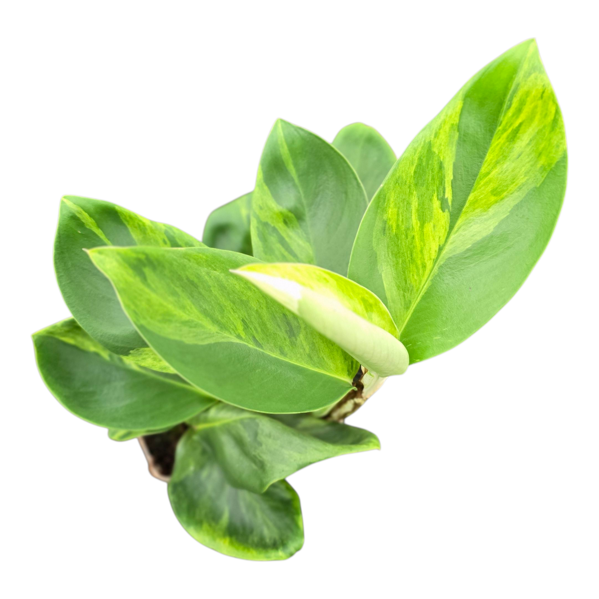 Rhaphidophora Elliptica Variegata (Aurea), D 12