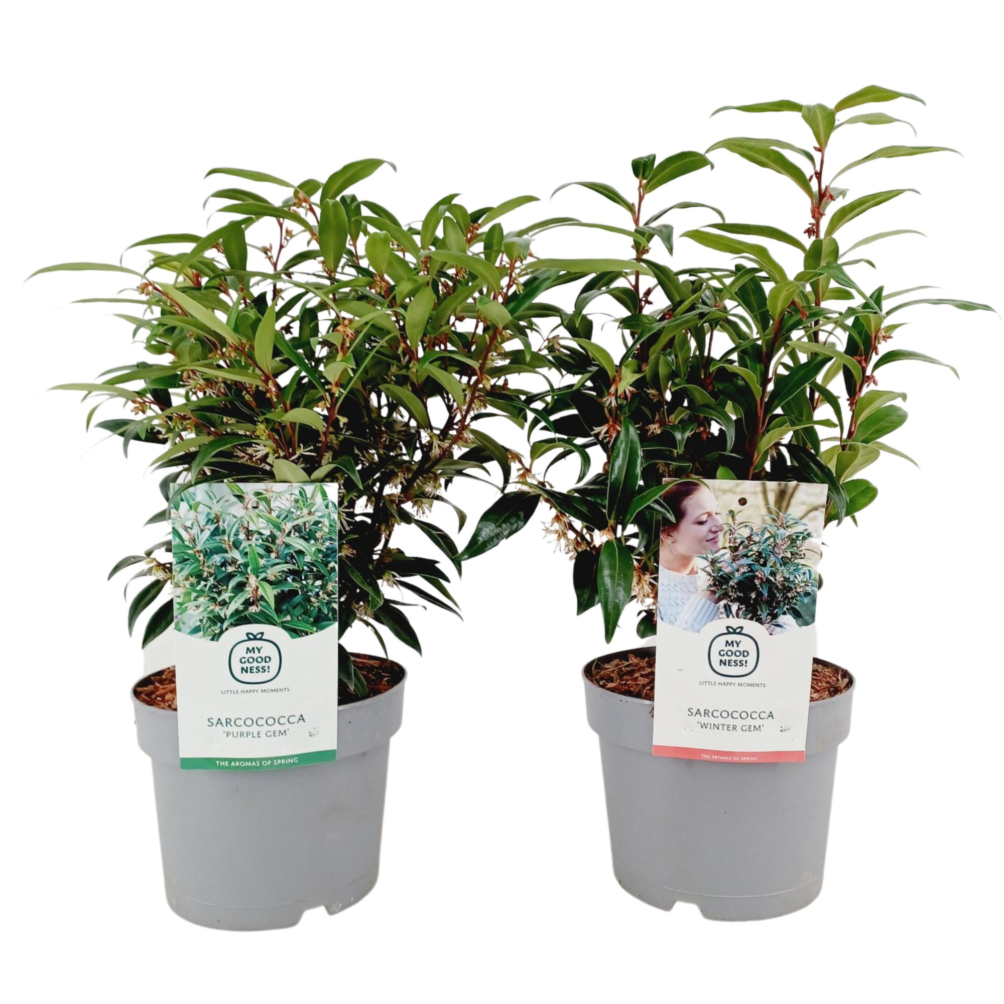 Sarcococca 2 liter 'Mix', D 17 cm