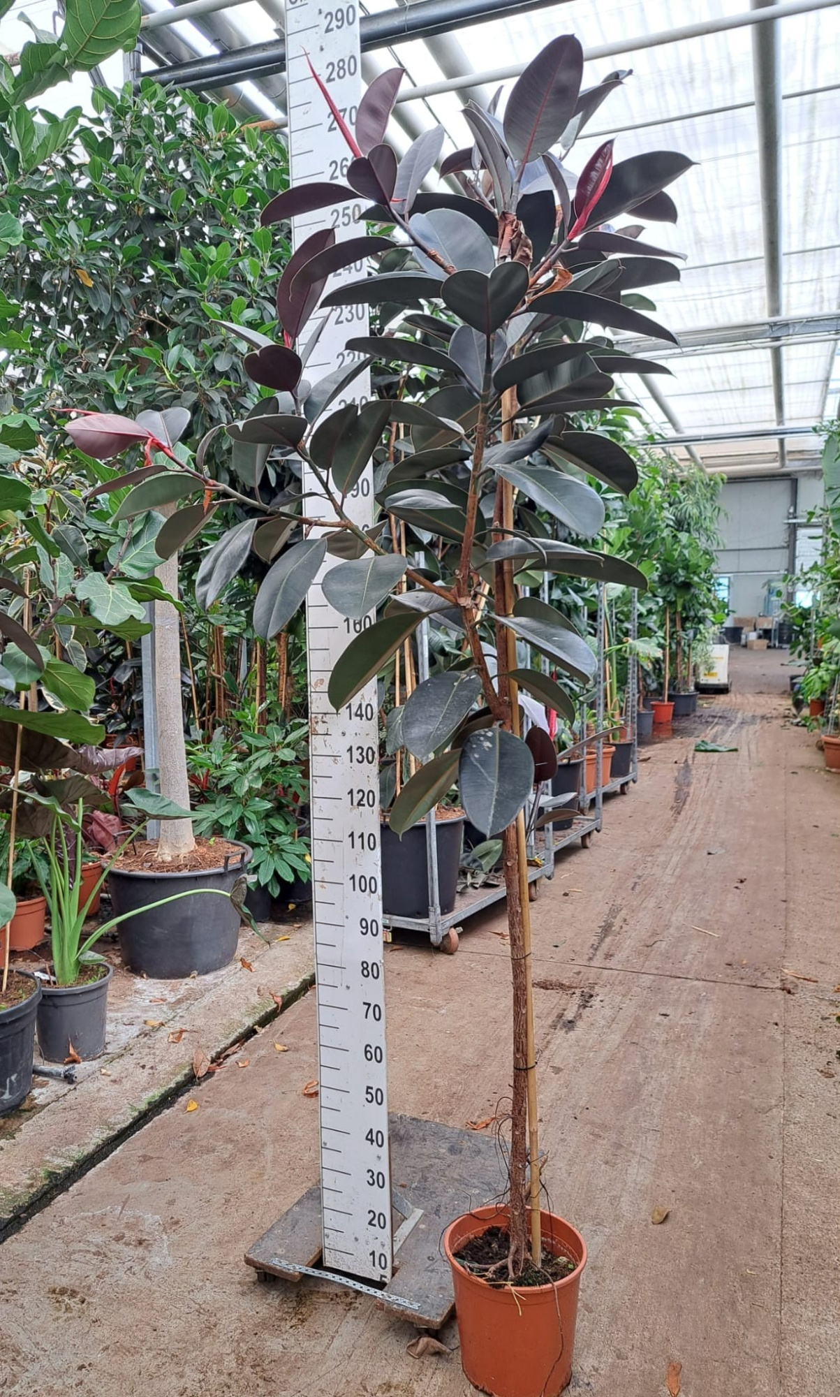 Ficus Elastica Abidjan stam 250, D 30