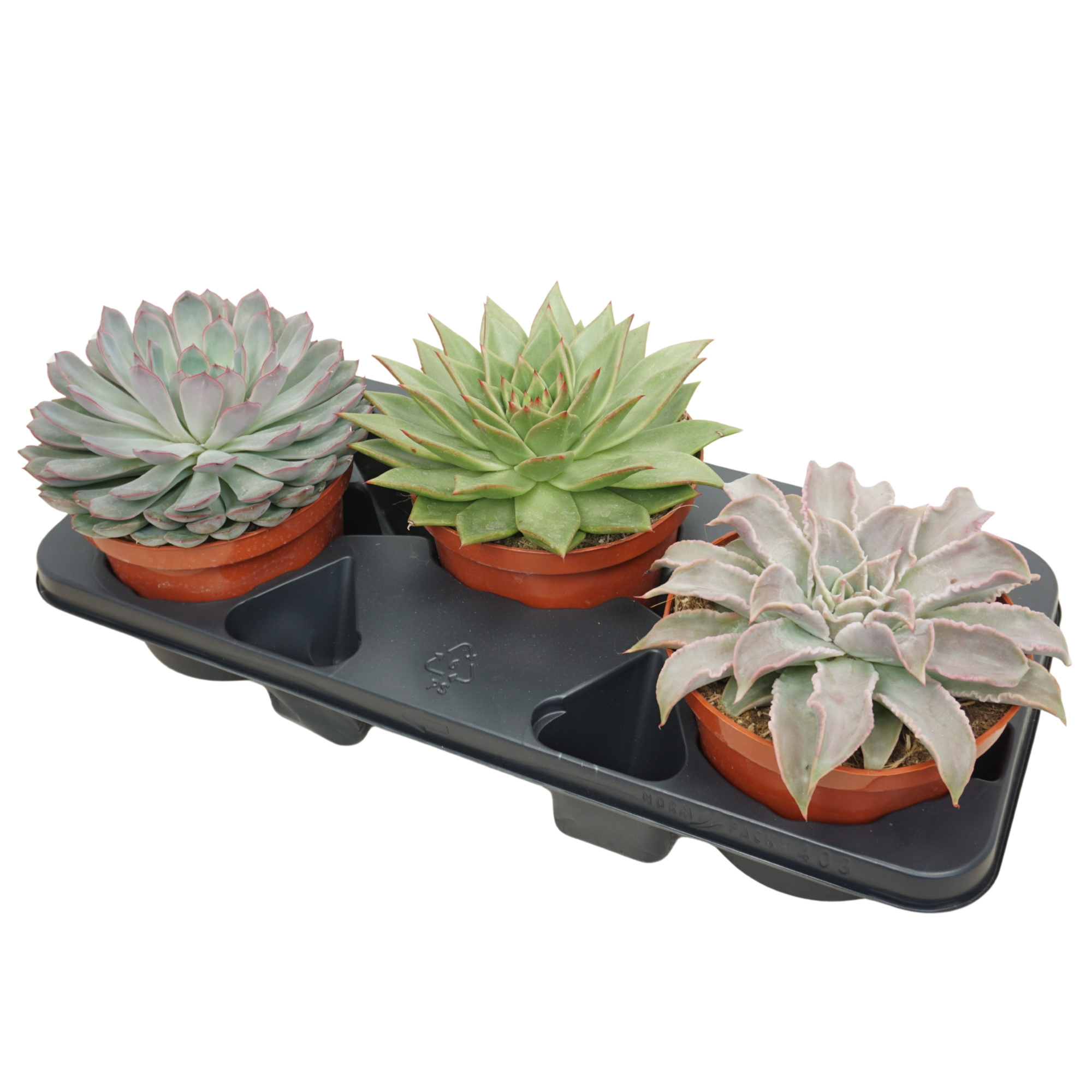 Echeveria mix 17 cm, D 17 cm