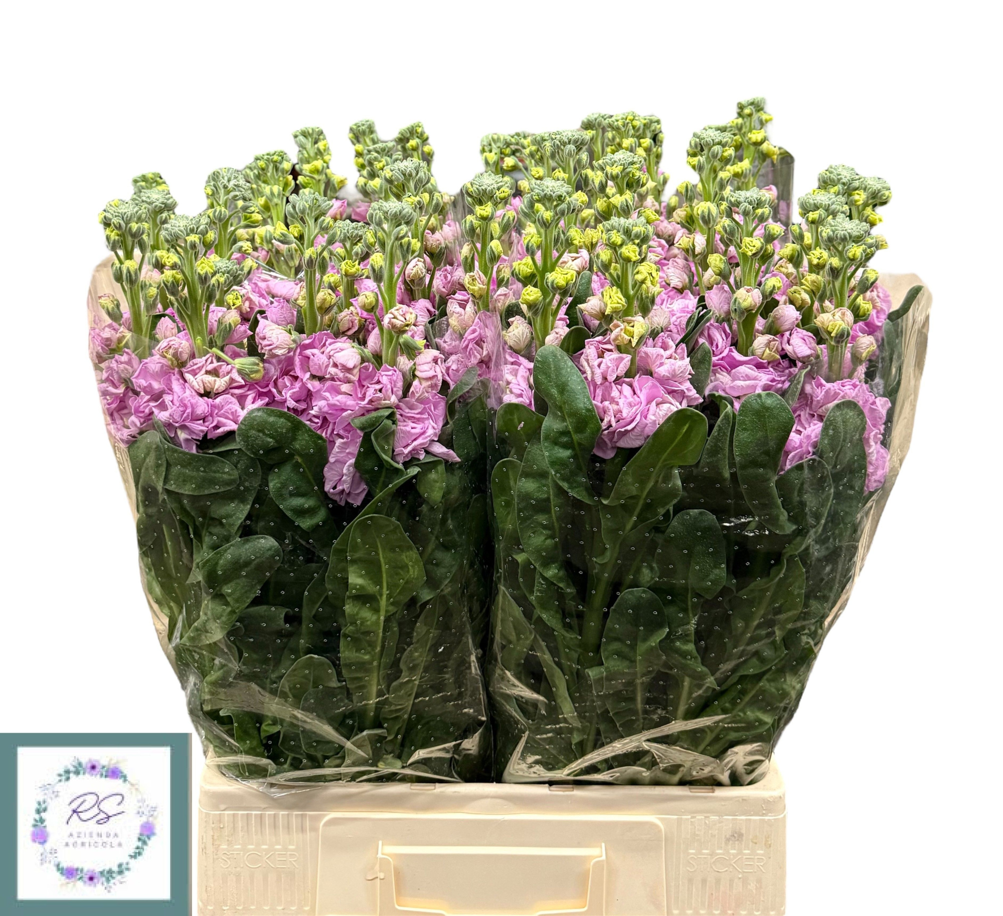 Маттиола од. Айрон Пинк 70, шт.