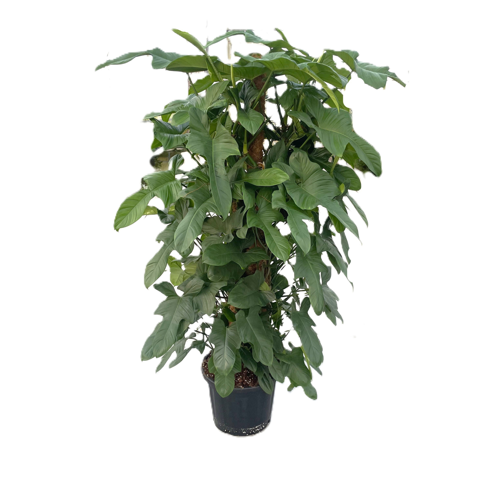 Philodendron bipennifolium 'Silver Violin' p45 180hoog, D 45 cm