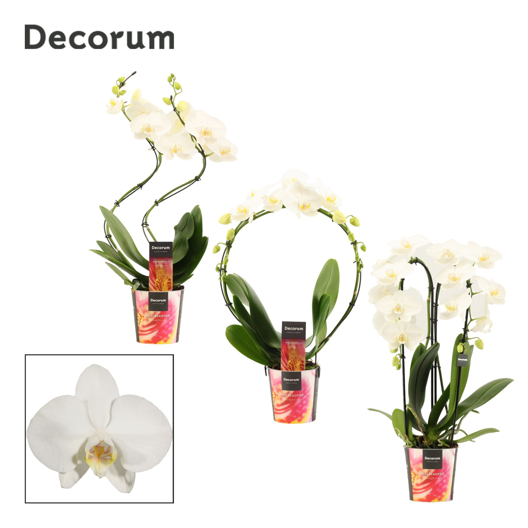 Phalaenopsis vormen mix 2 tak wit (Decorum), D 12