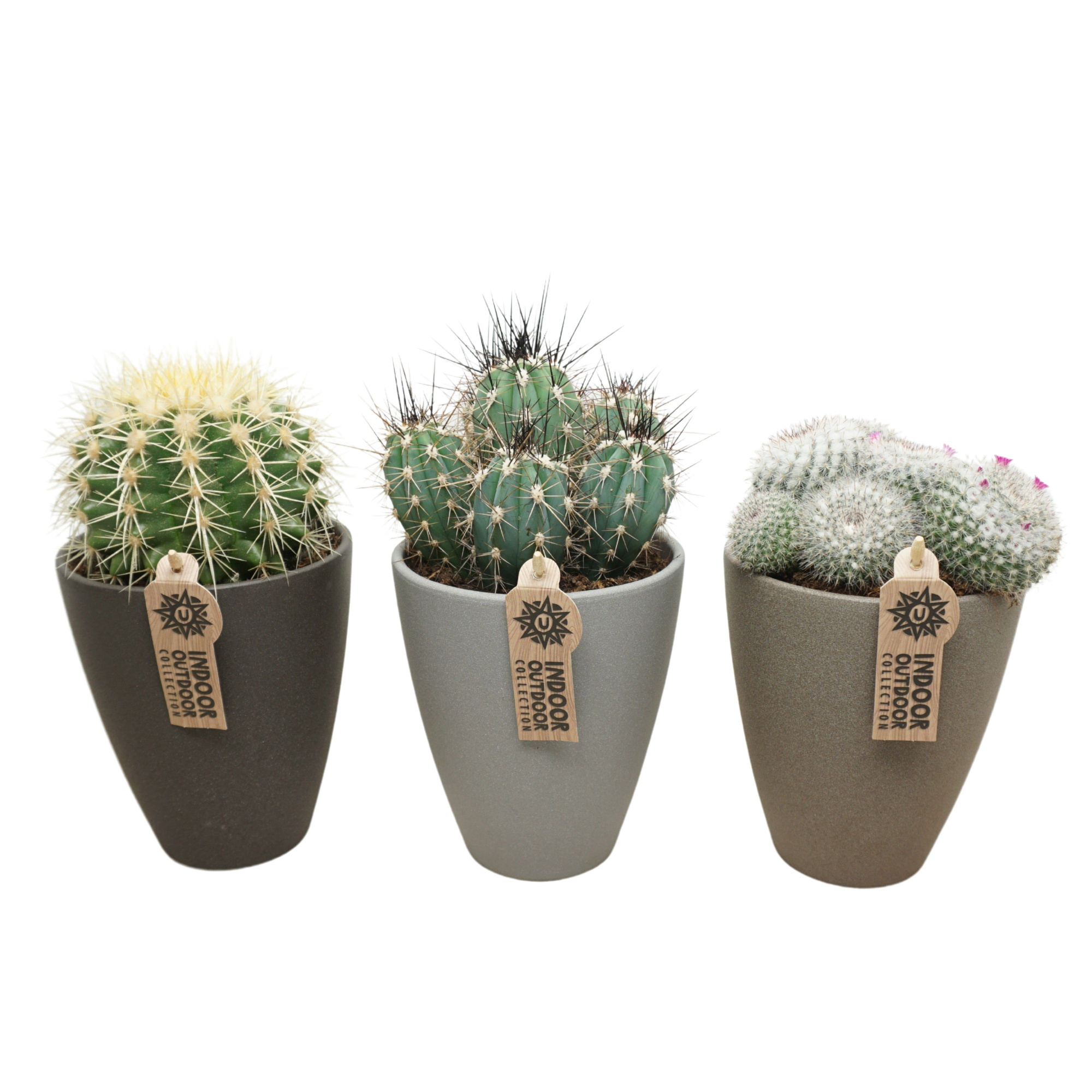 Cactus mix in 13 cm hoge vaaspot (3 assorti), D 12 cm