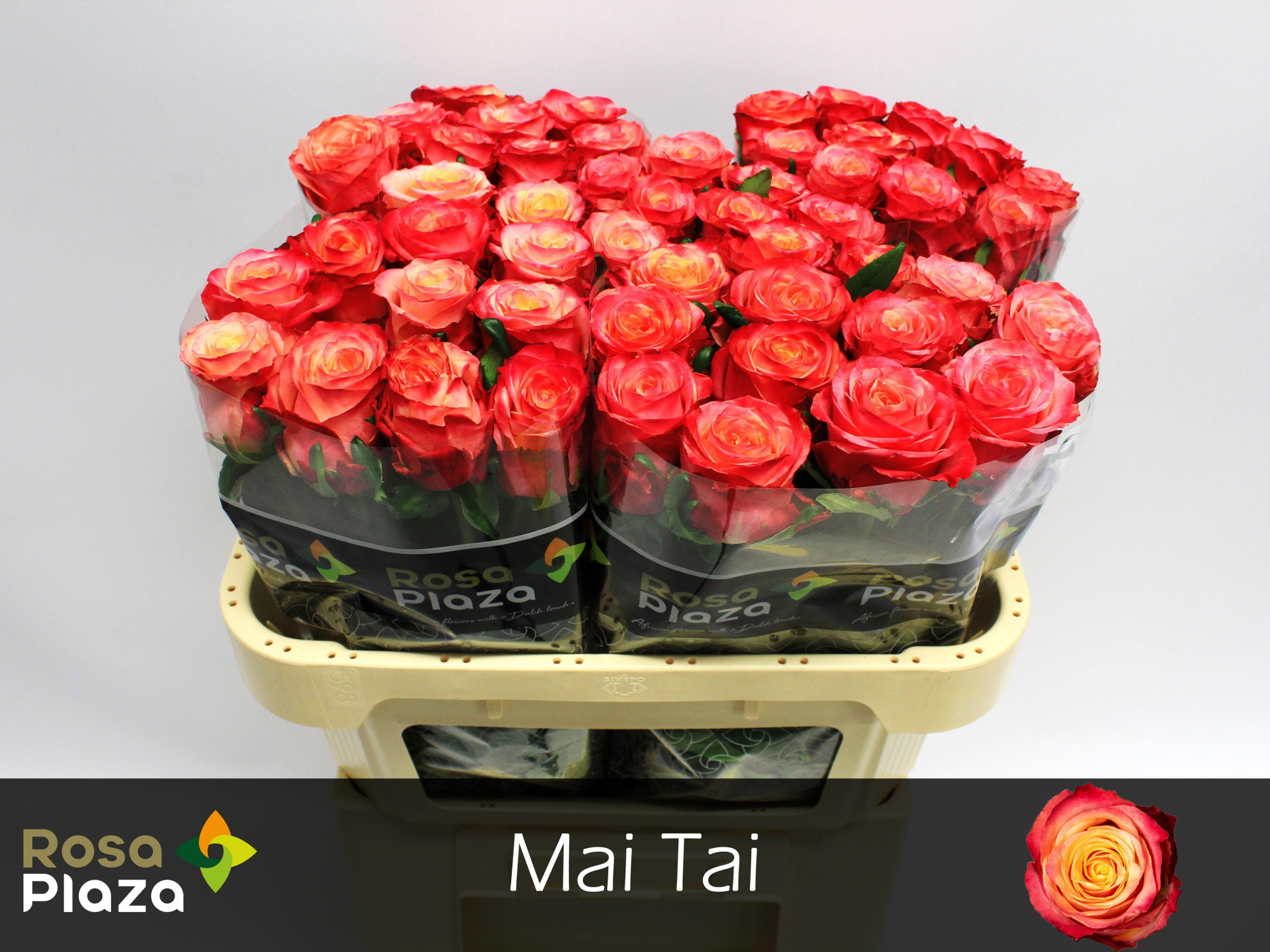 Роза од. Май Тай 70, шт.