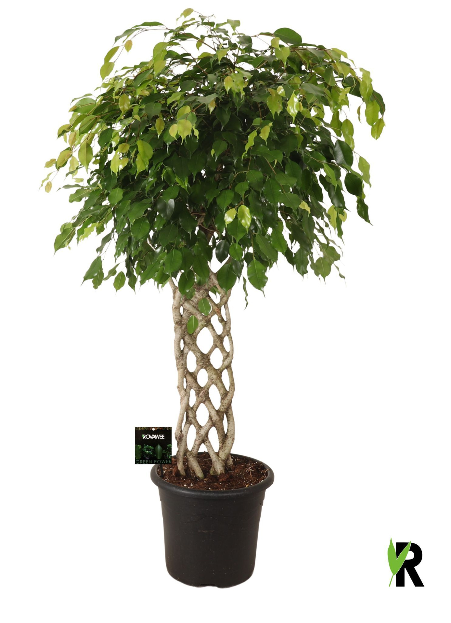 Ficus benj. Exotica gevlochten mat, D 32 cm