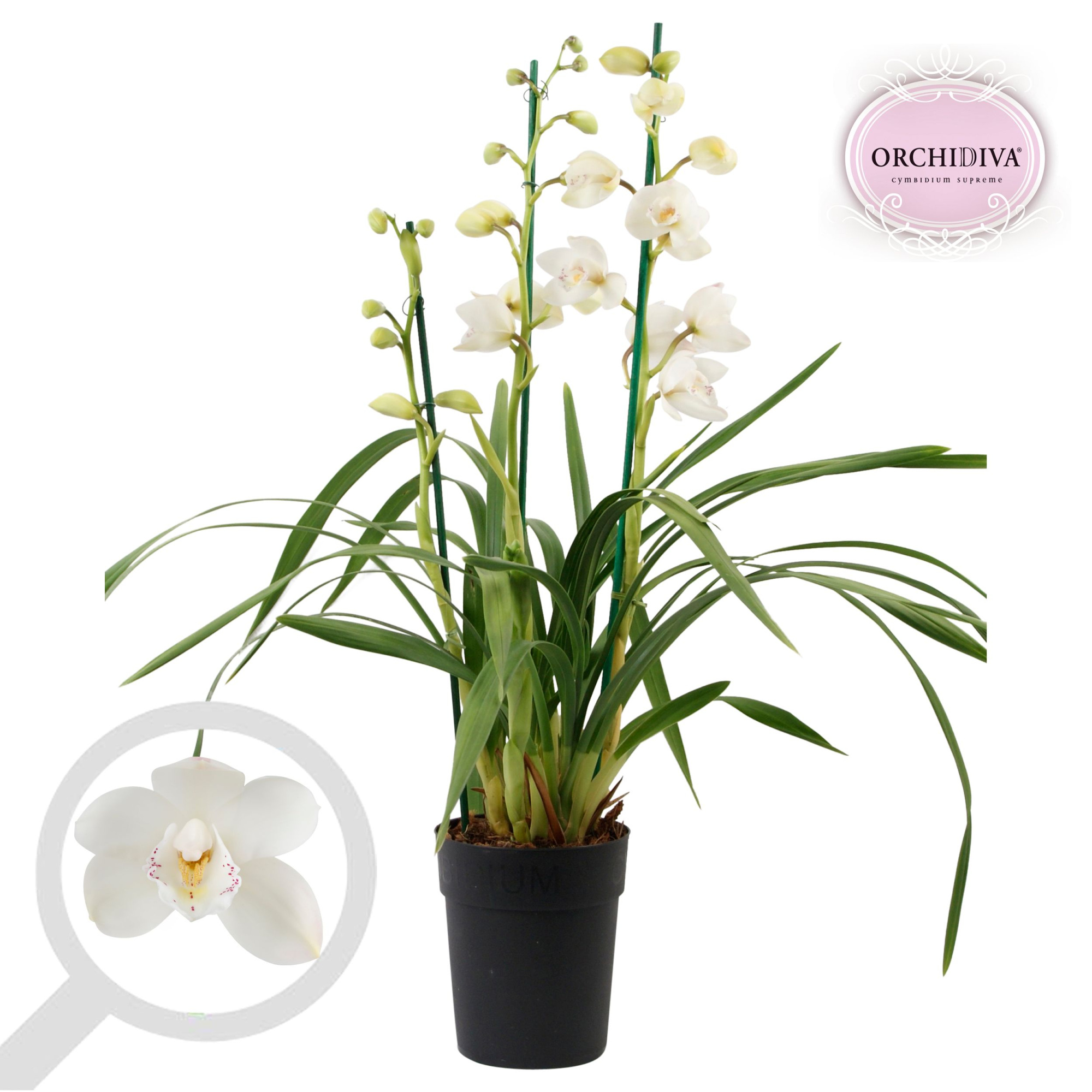 Cymbidium Summer Frost 3-4 tak, D 14 cm