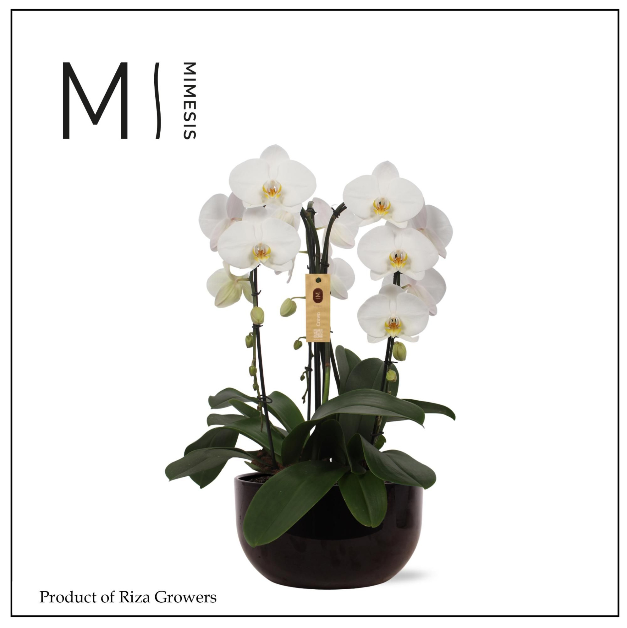 Phalaenopsis Arrangement Crown White 3 spike - 26cm in Saskia Black Ceramic | Mimesis, D 26 cm