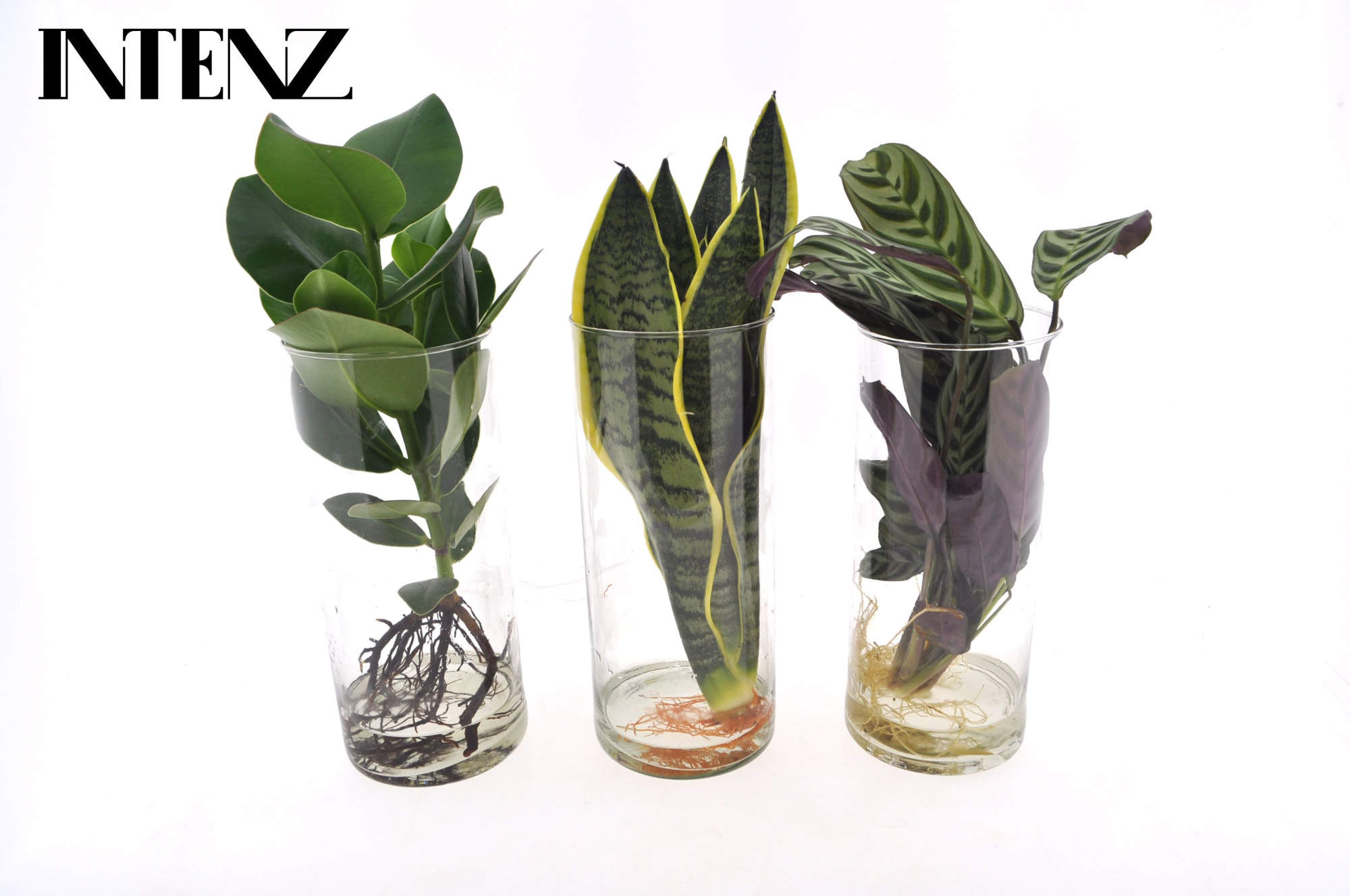 Intenz mix in Cylinder glas - levertijd: 24 uur, D 12 cm