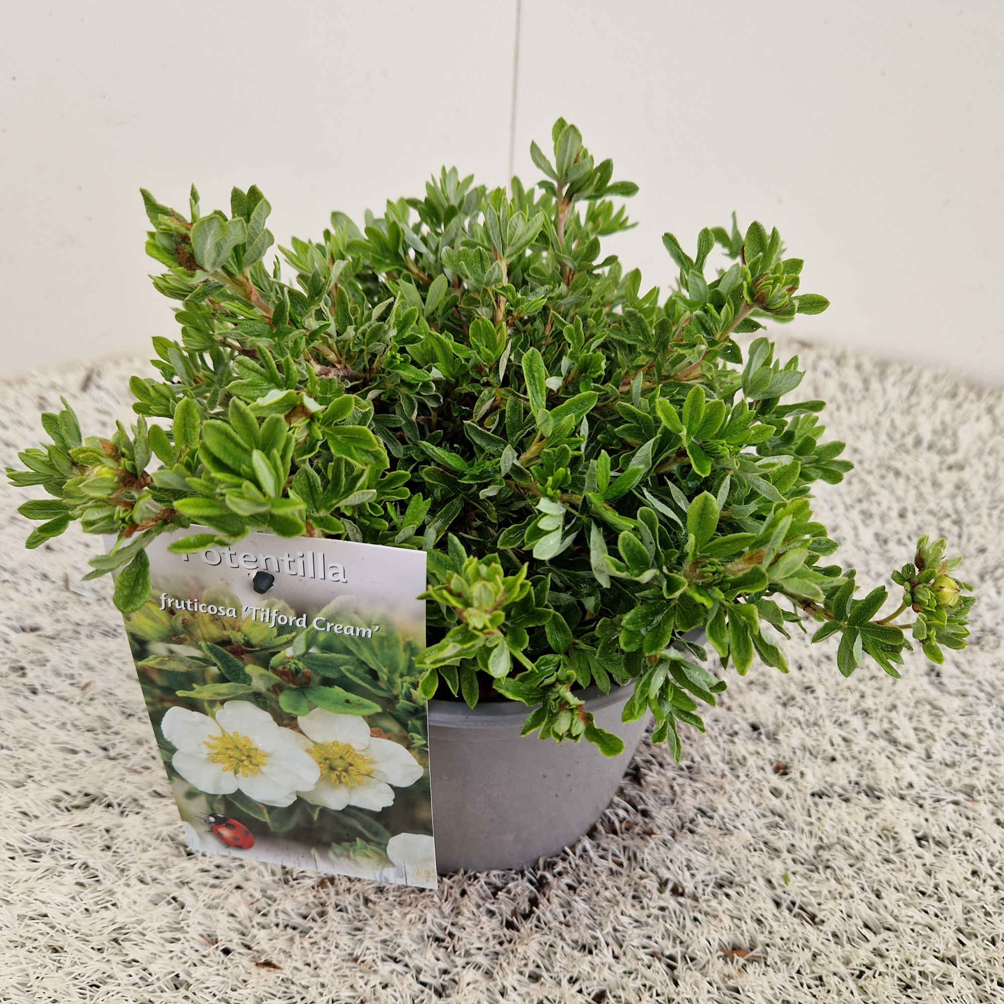 Potentilla frut. 'Tilford Cream', D 17 cm