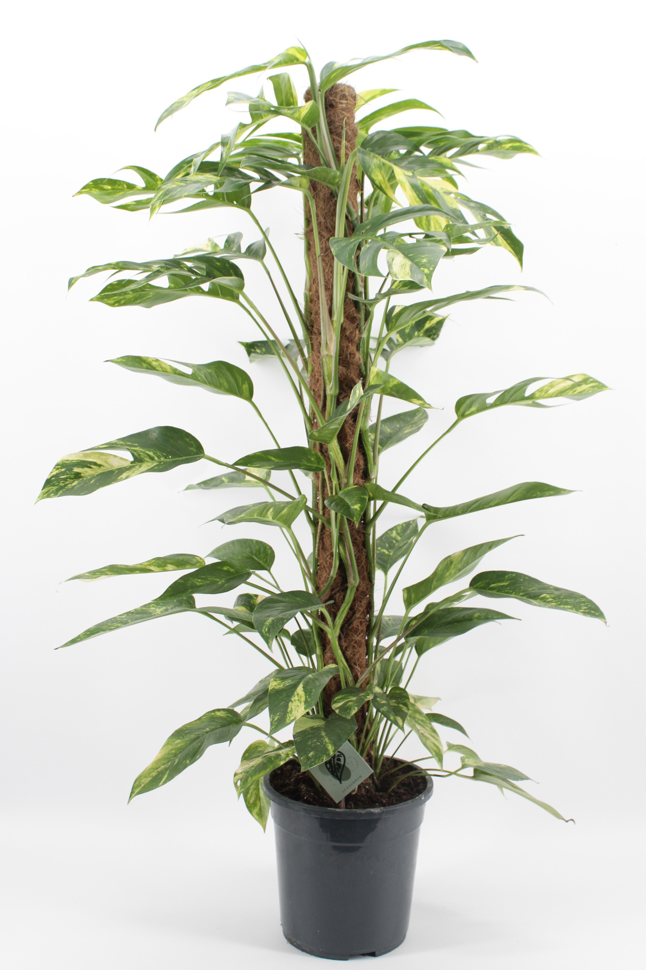 Epipremnum Golden Flame, D 24